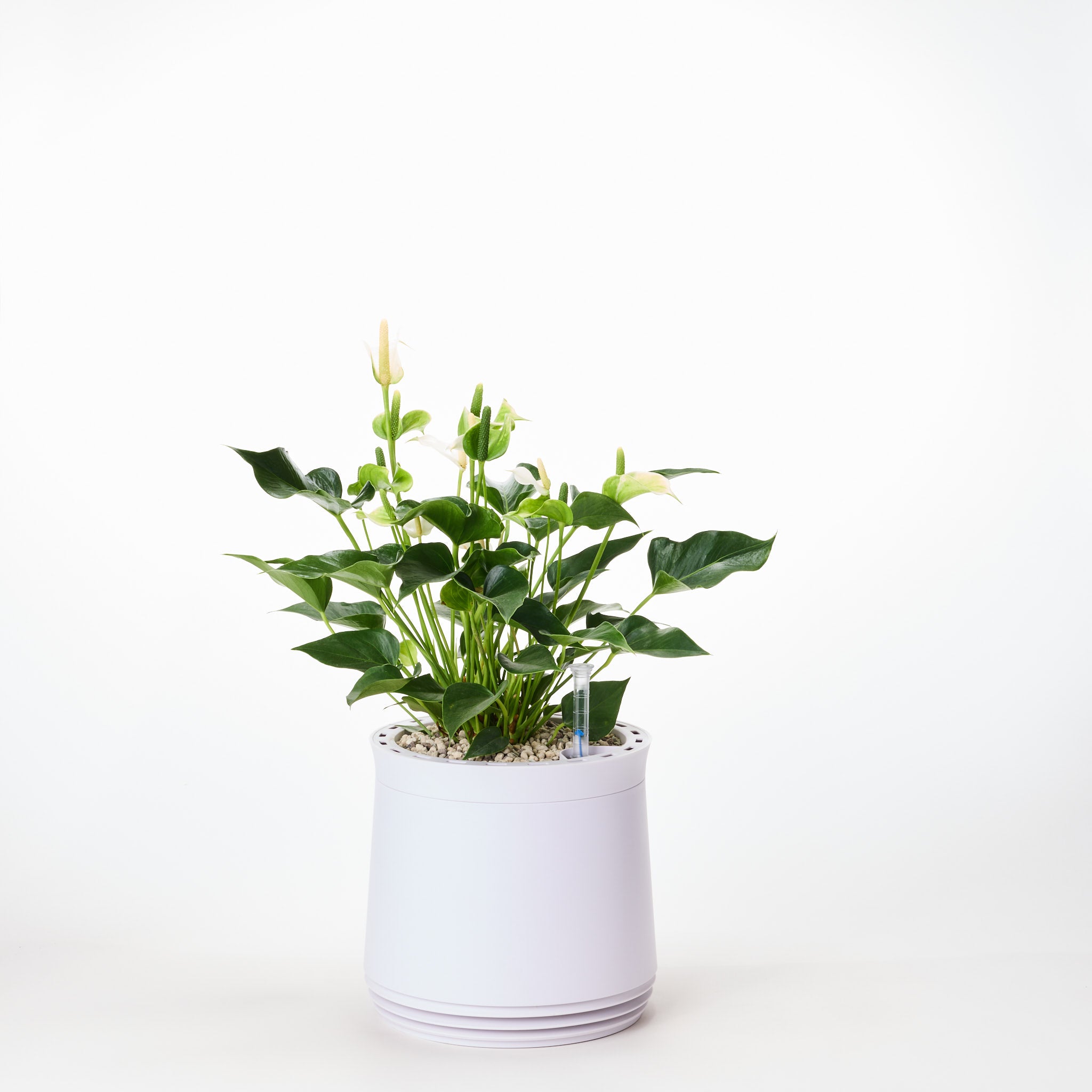 AIRY System M Flamingoblume Anthurie creme