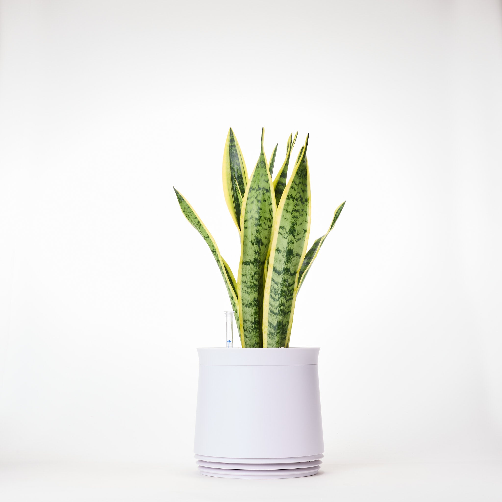 AIRY System M Bogenhanf (Sansevieria Laurentii)