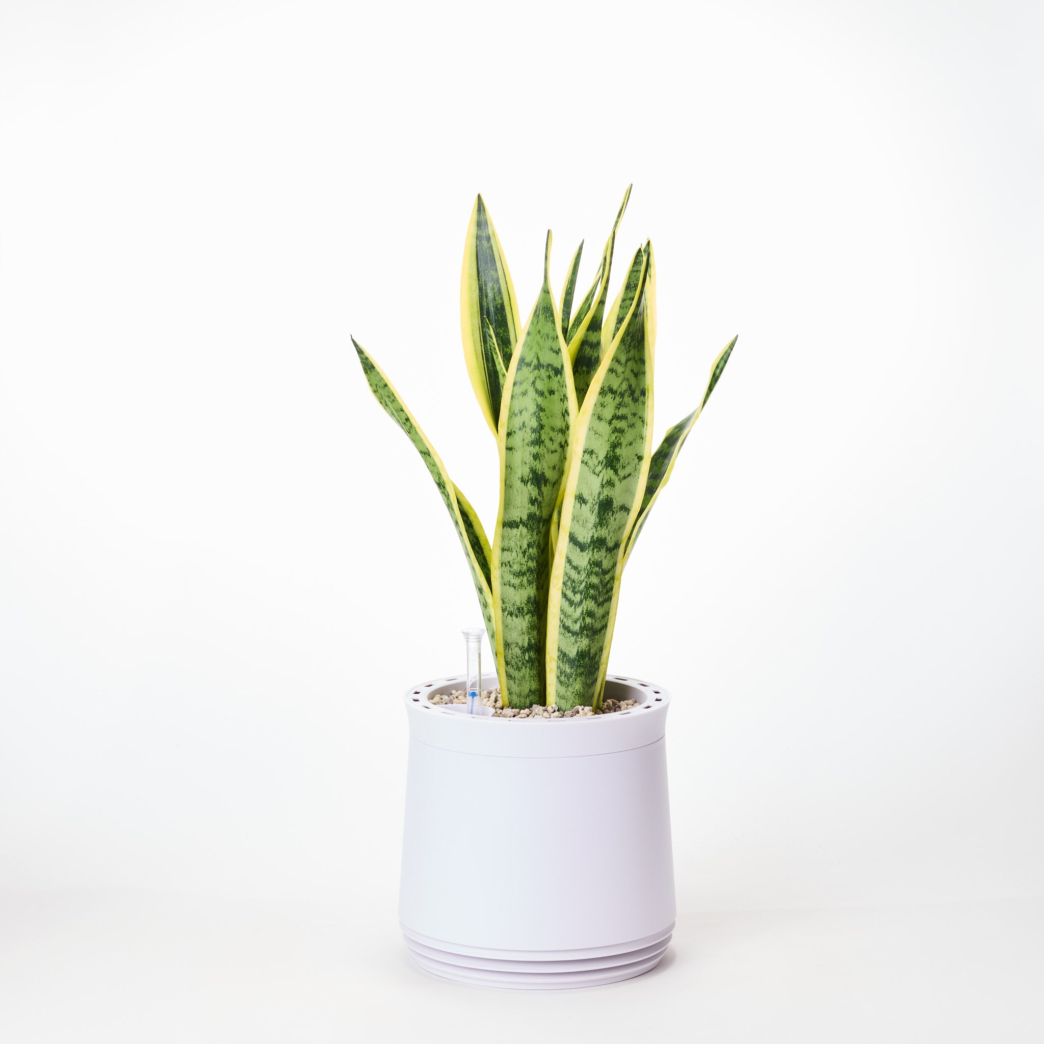 AIRY System M Bogenhanf (Sansevieria Laurentii)