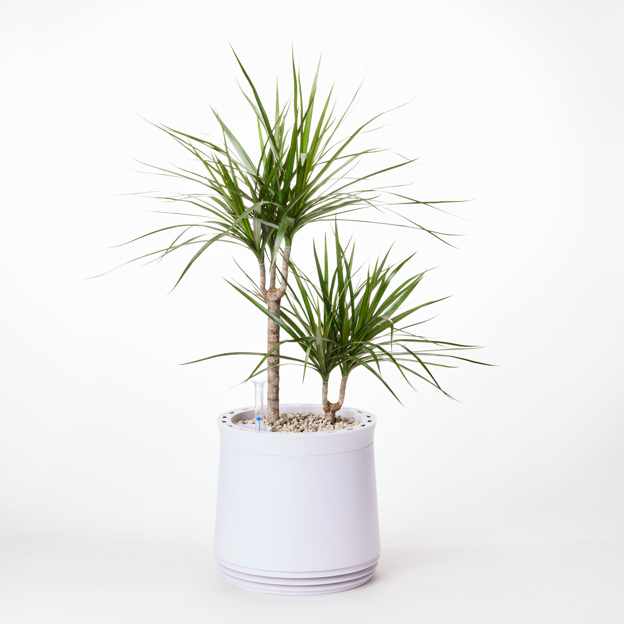 AIRY System M Drachenbaum