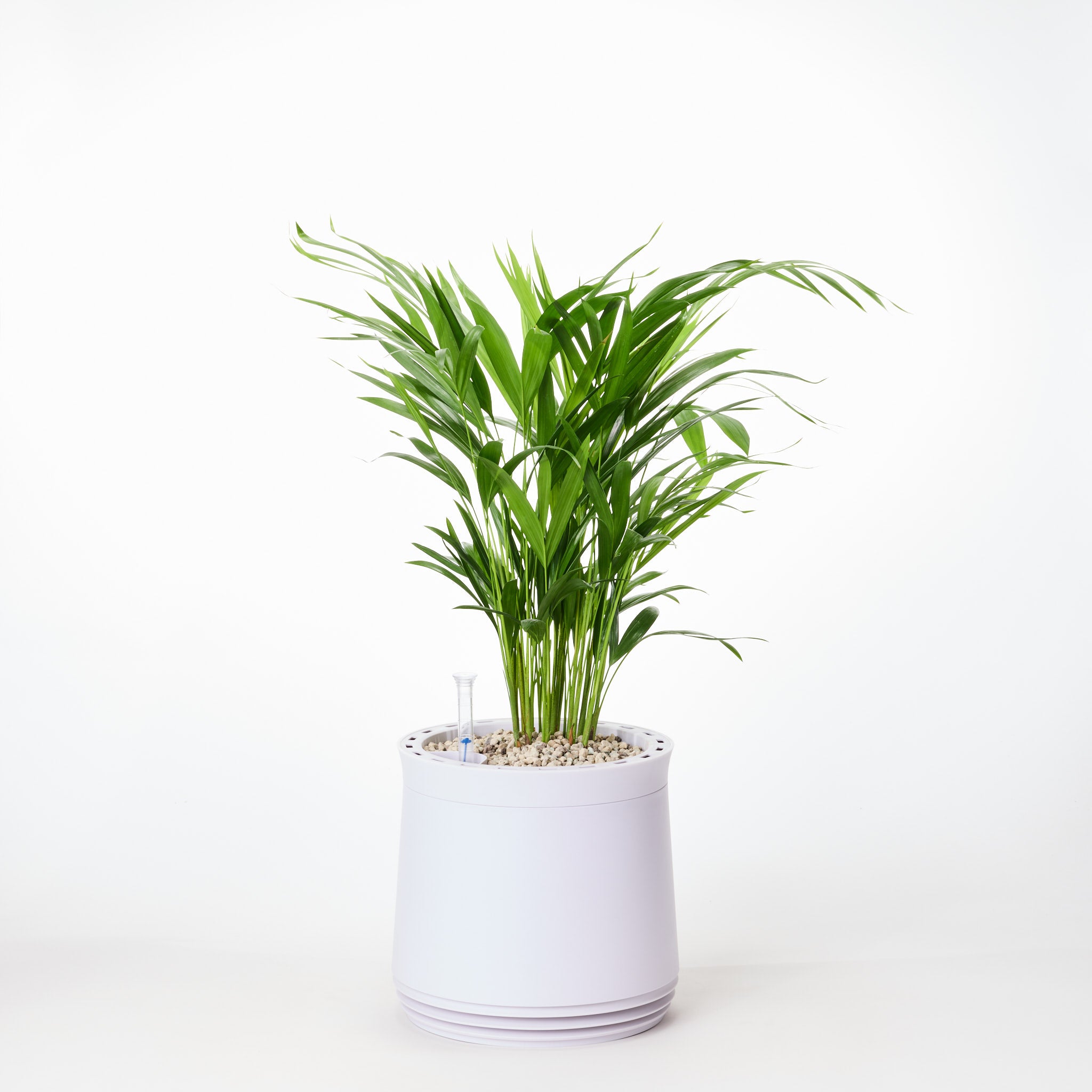 AIRY System M Goldfruchtpalme