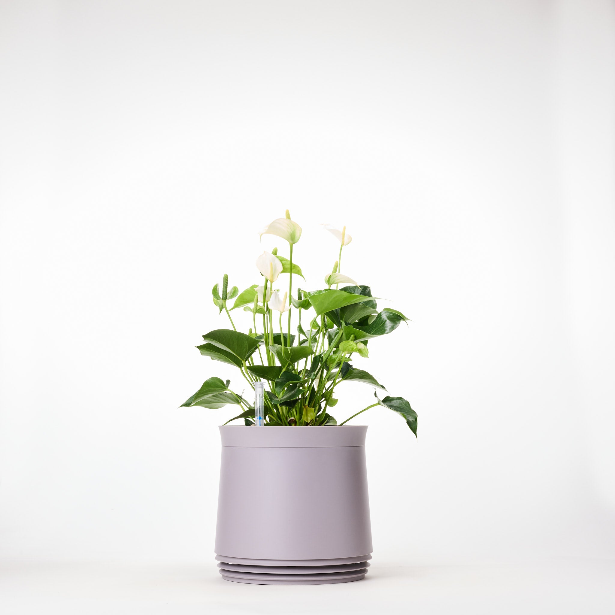 AIRY System M Flamingoblume Anthurie creme