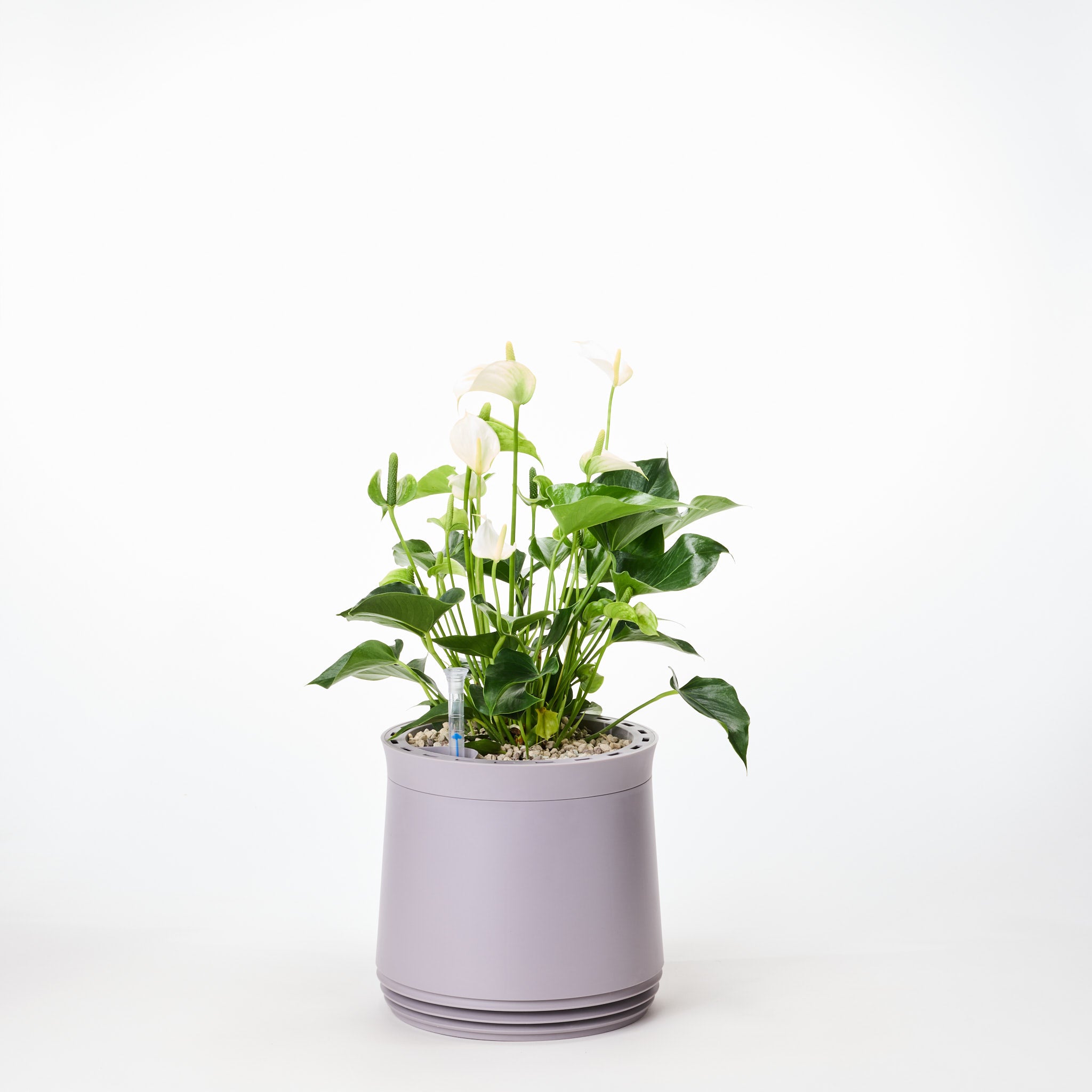 AIRY System M Flamingoblume Anthurie creme