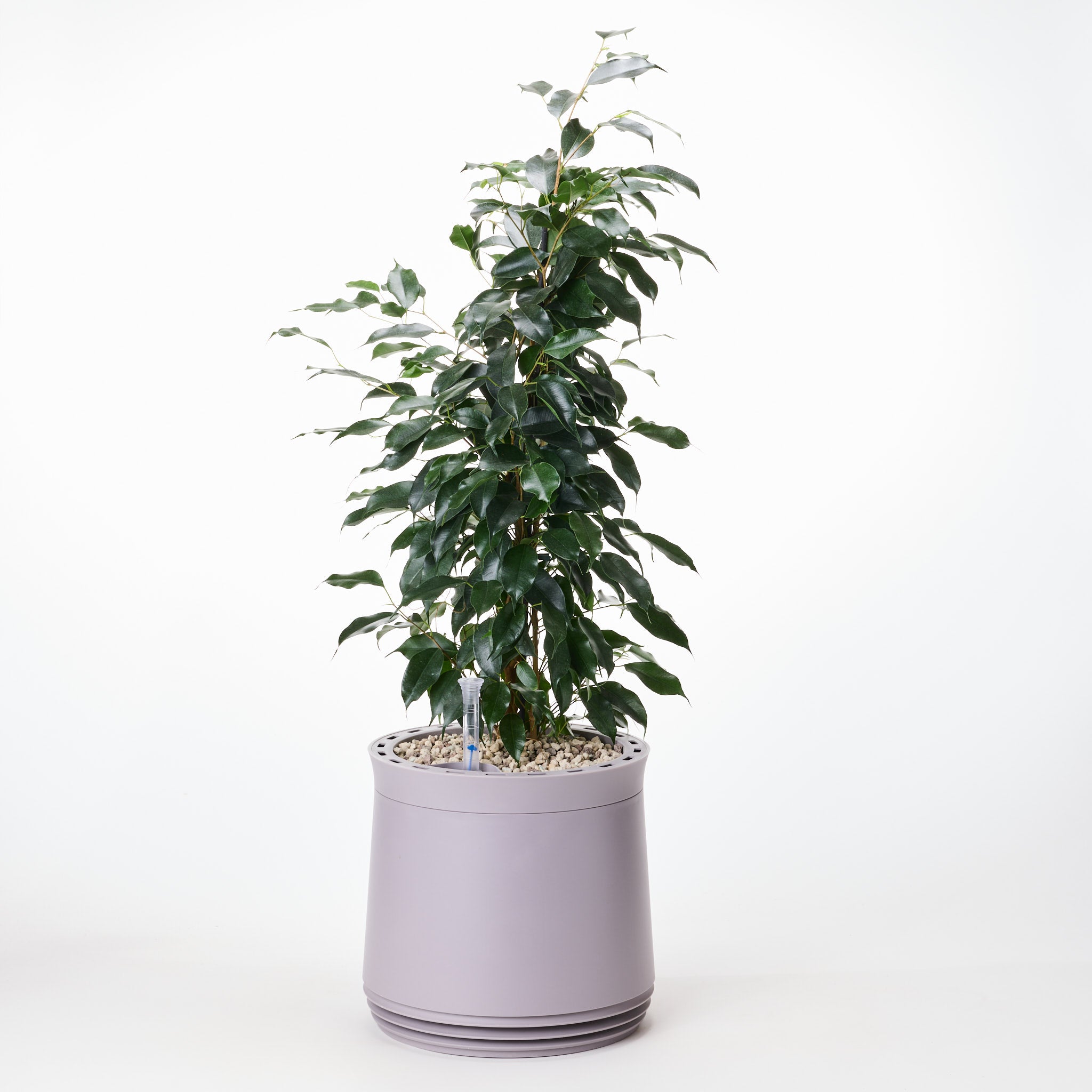 AIRY System M mit Birkenfeige