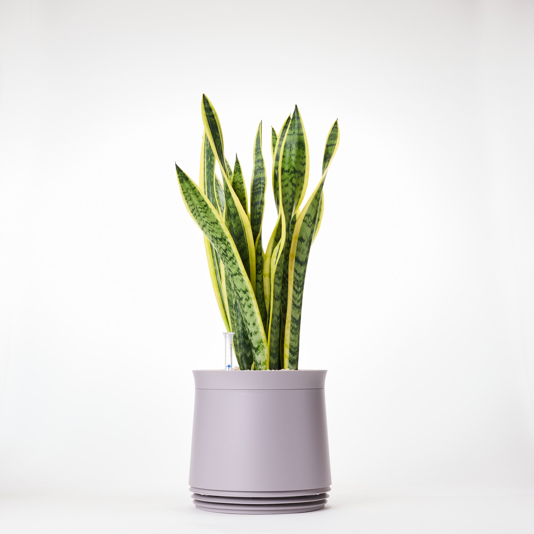AIRY System M Bogenhanf (Sansevieria Laurentii)