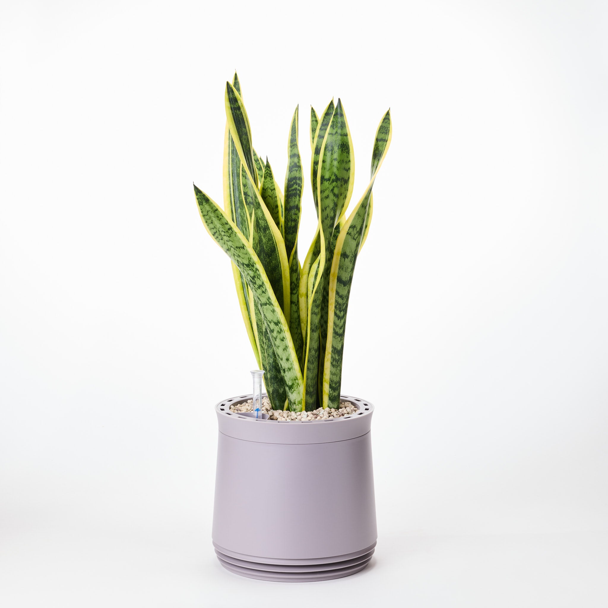 AIRY System M Bogenhanf (Sansevieria Laurentii)