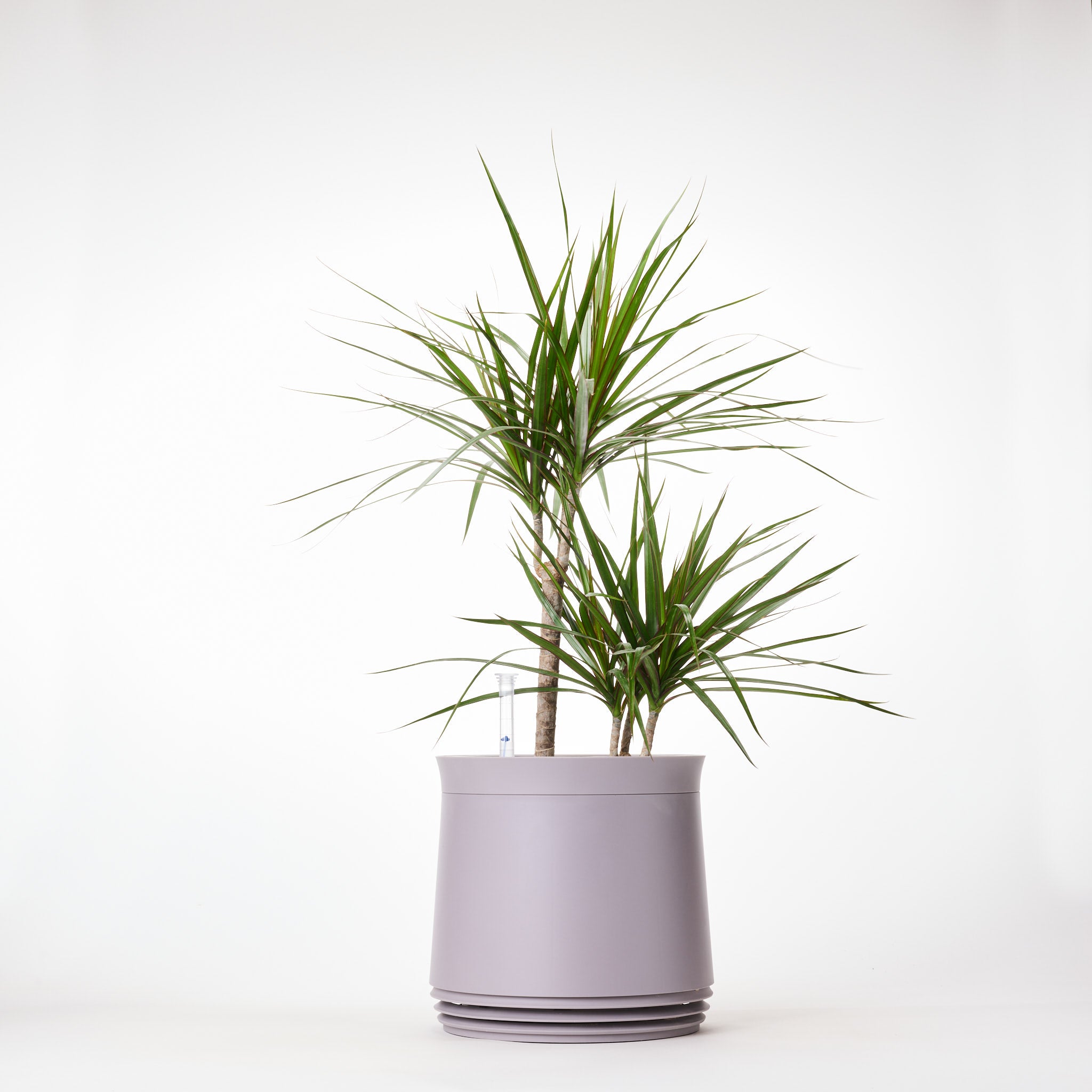 AIRY System M Drachenbaum