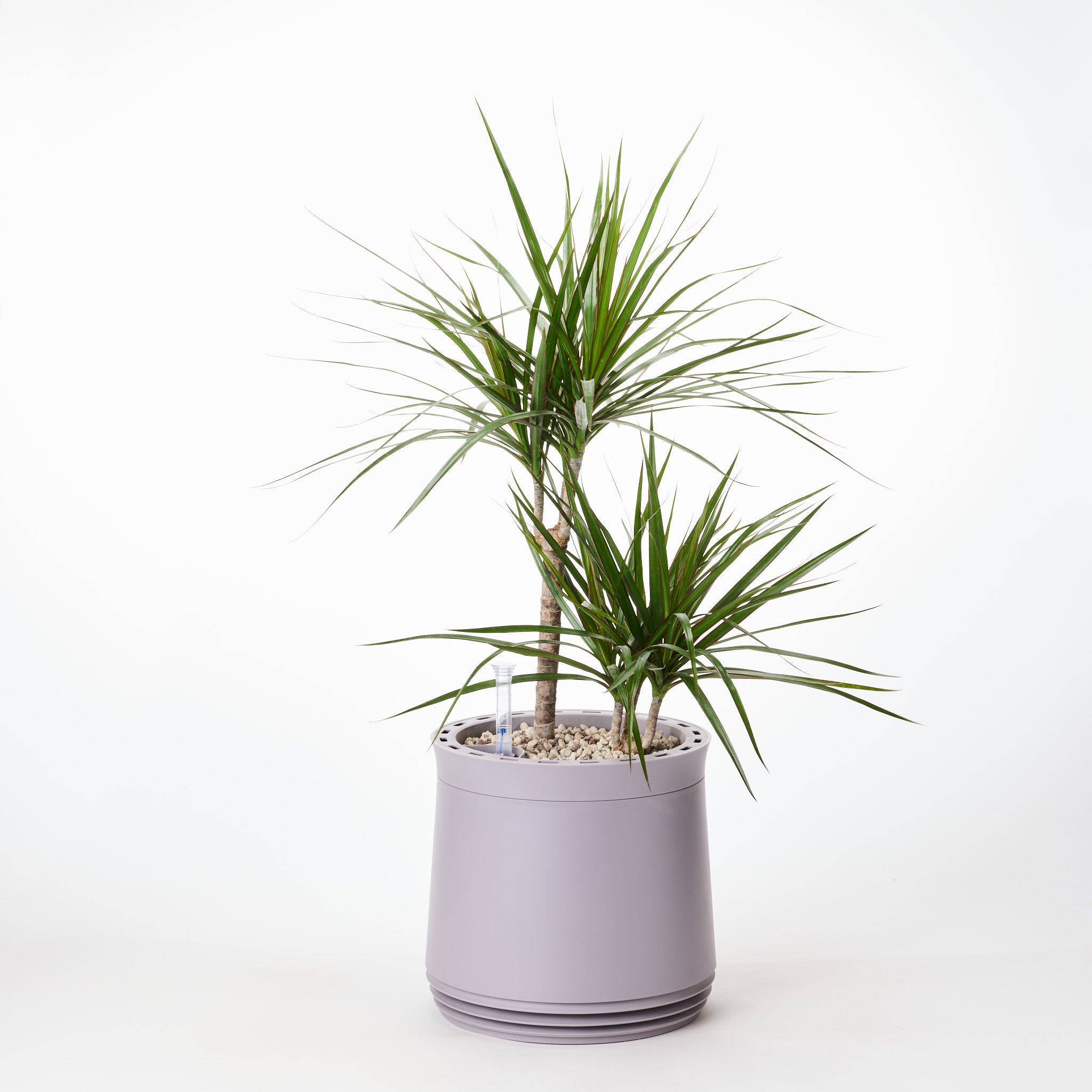 AIRY System M Drachenbaum