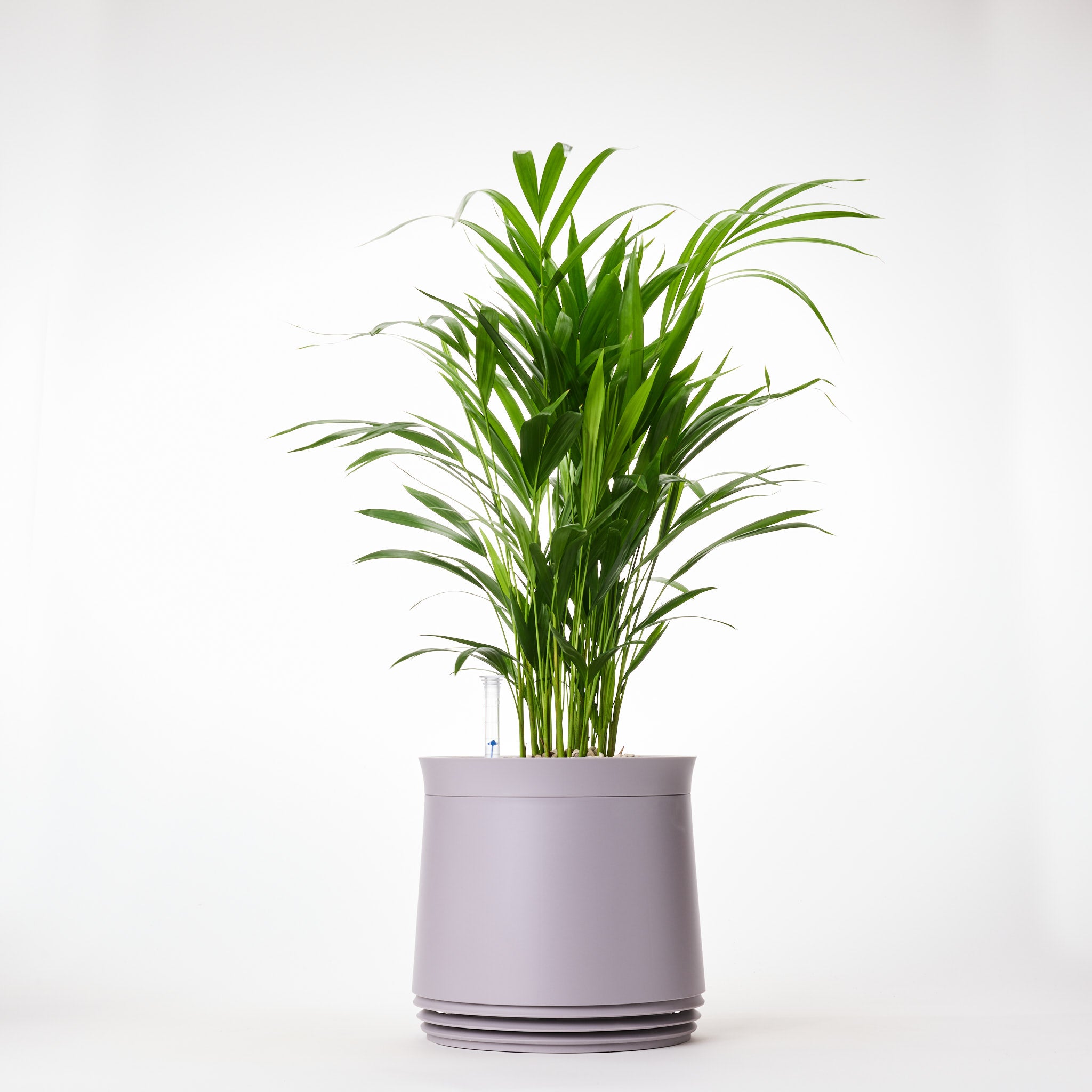 AIRY System M Goldfruchtpalme