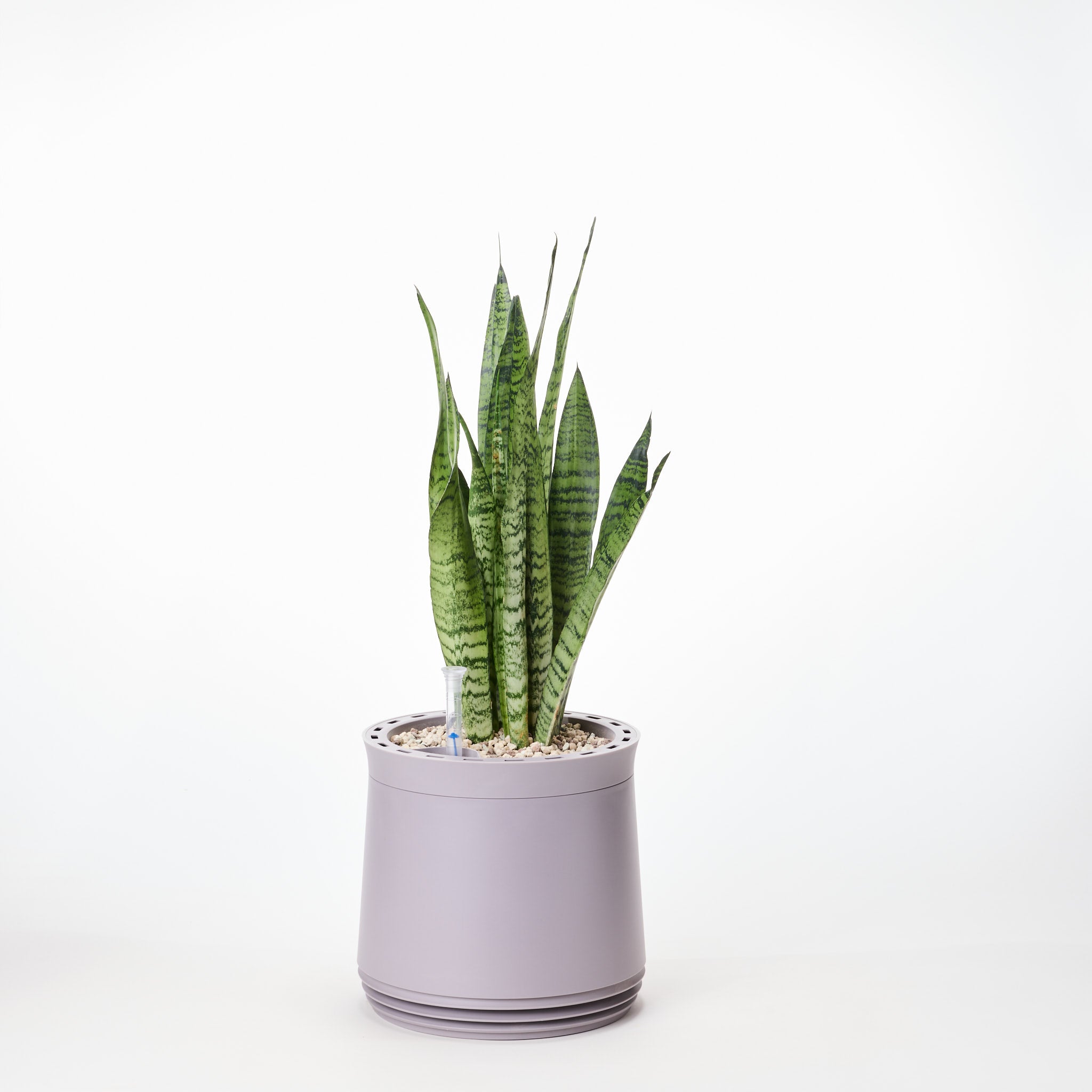 AIRY System M Bogenhanf Zeylanica