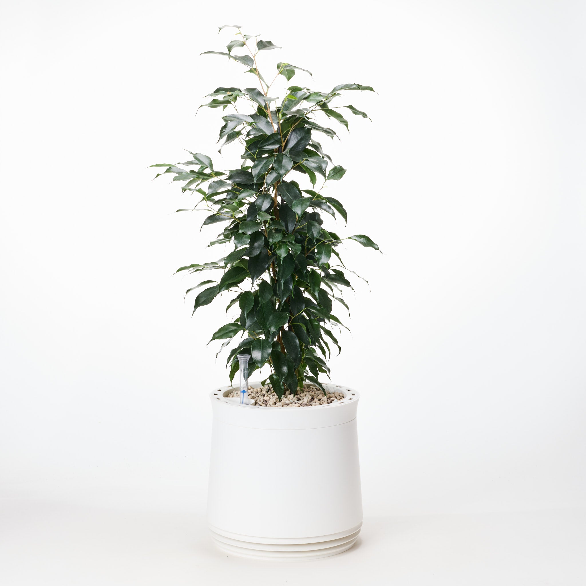 AIRY System M mit Birkenfeige