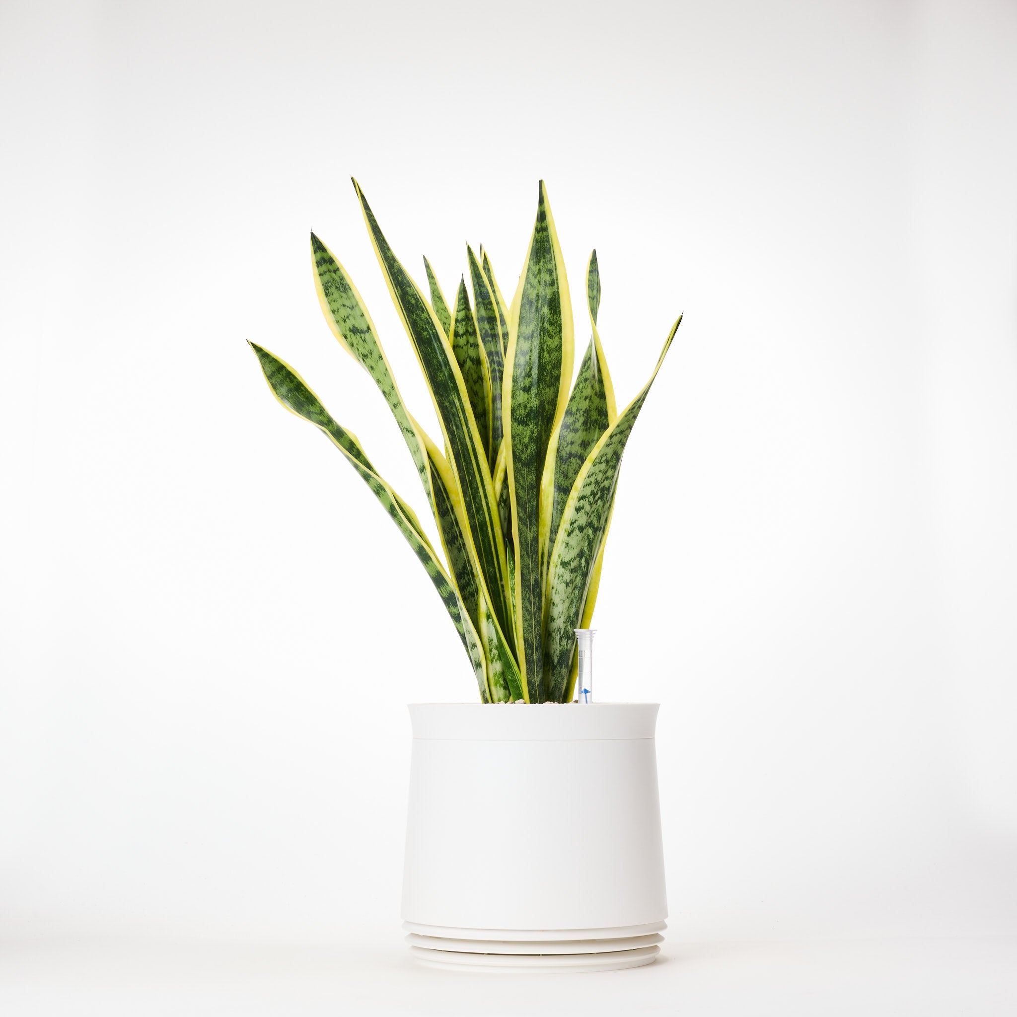 AIRY System M Bogenhanf (Sansevieria Laurentii)