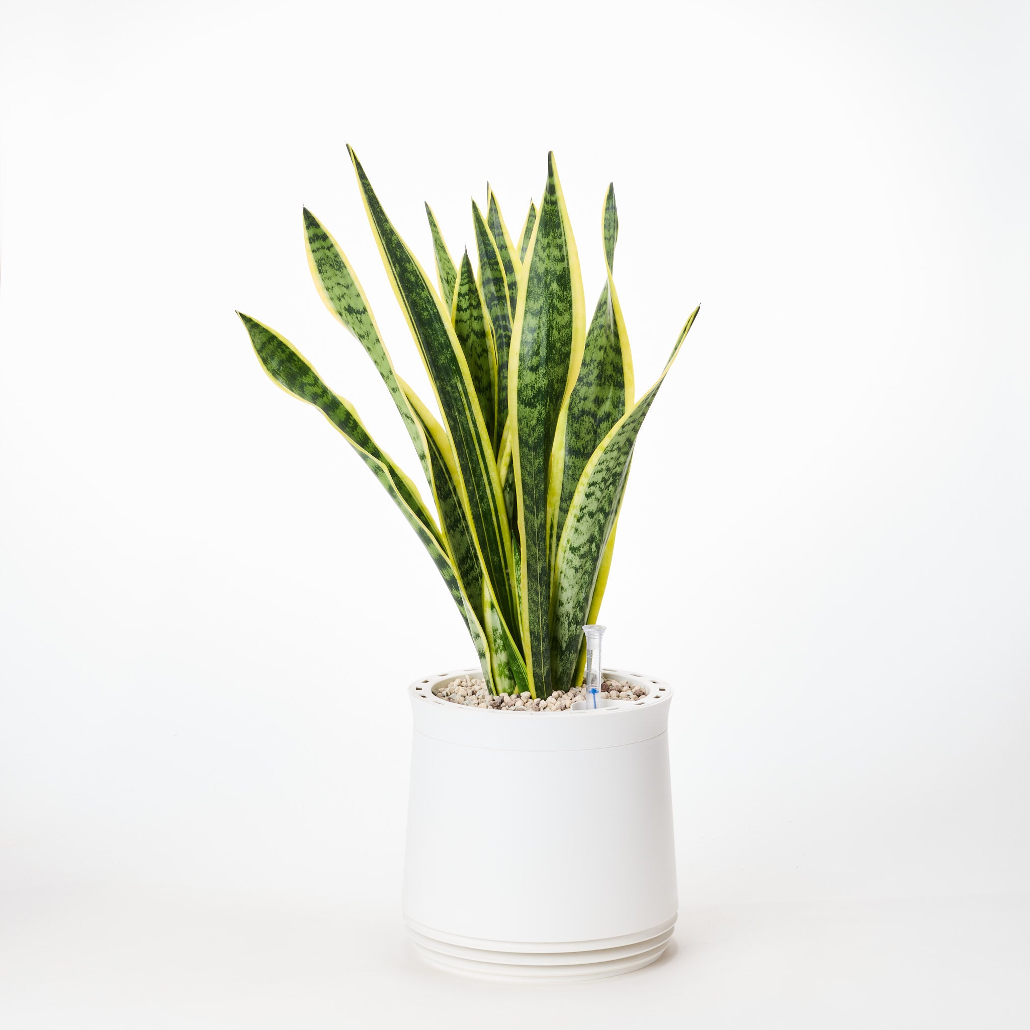 AIRY System M Bogenhanf (Sansevieria Laurentii)