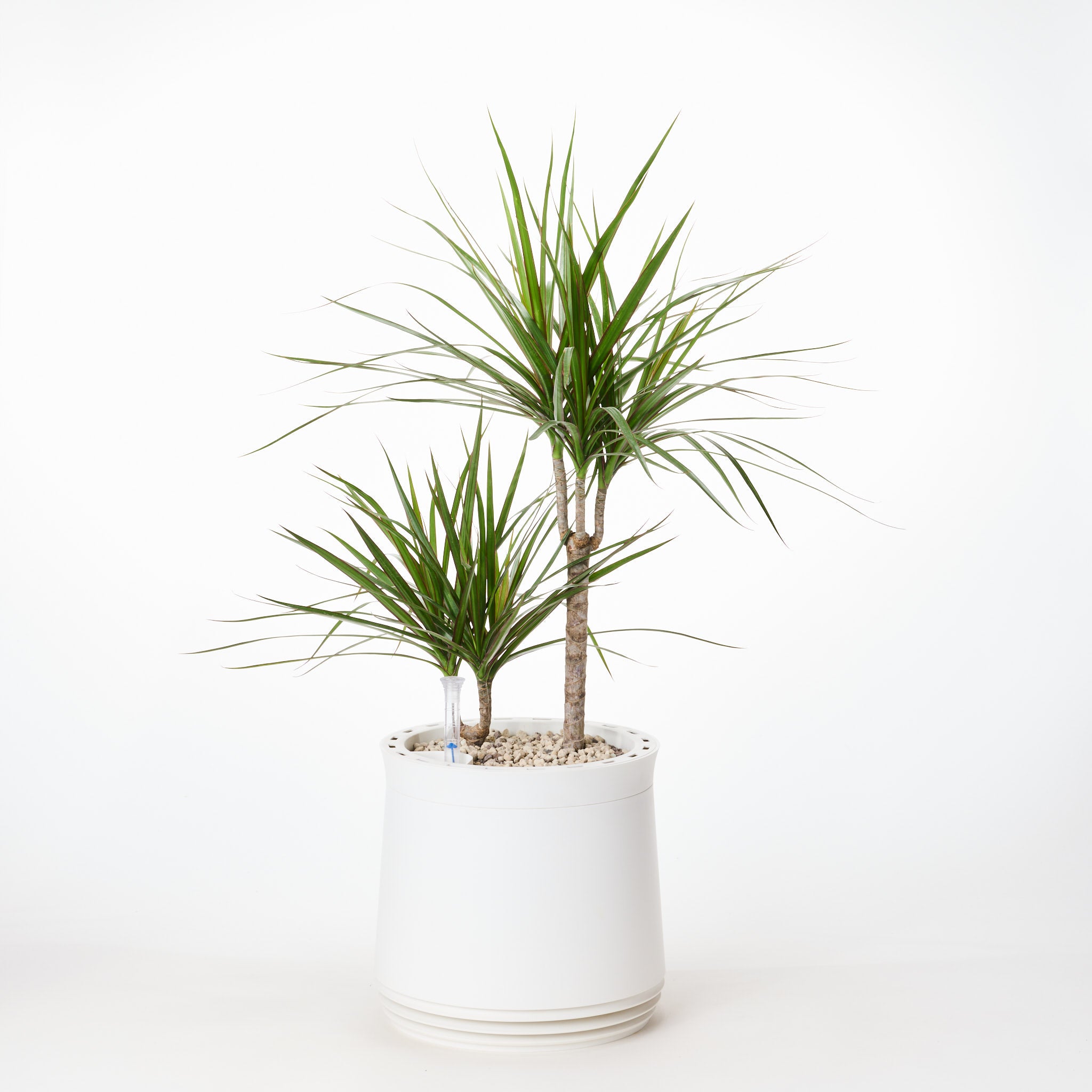 AIRY System M Drachenbaum