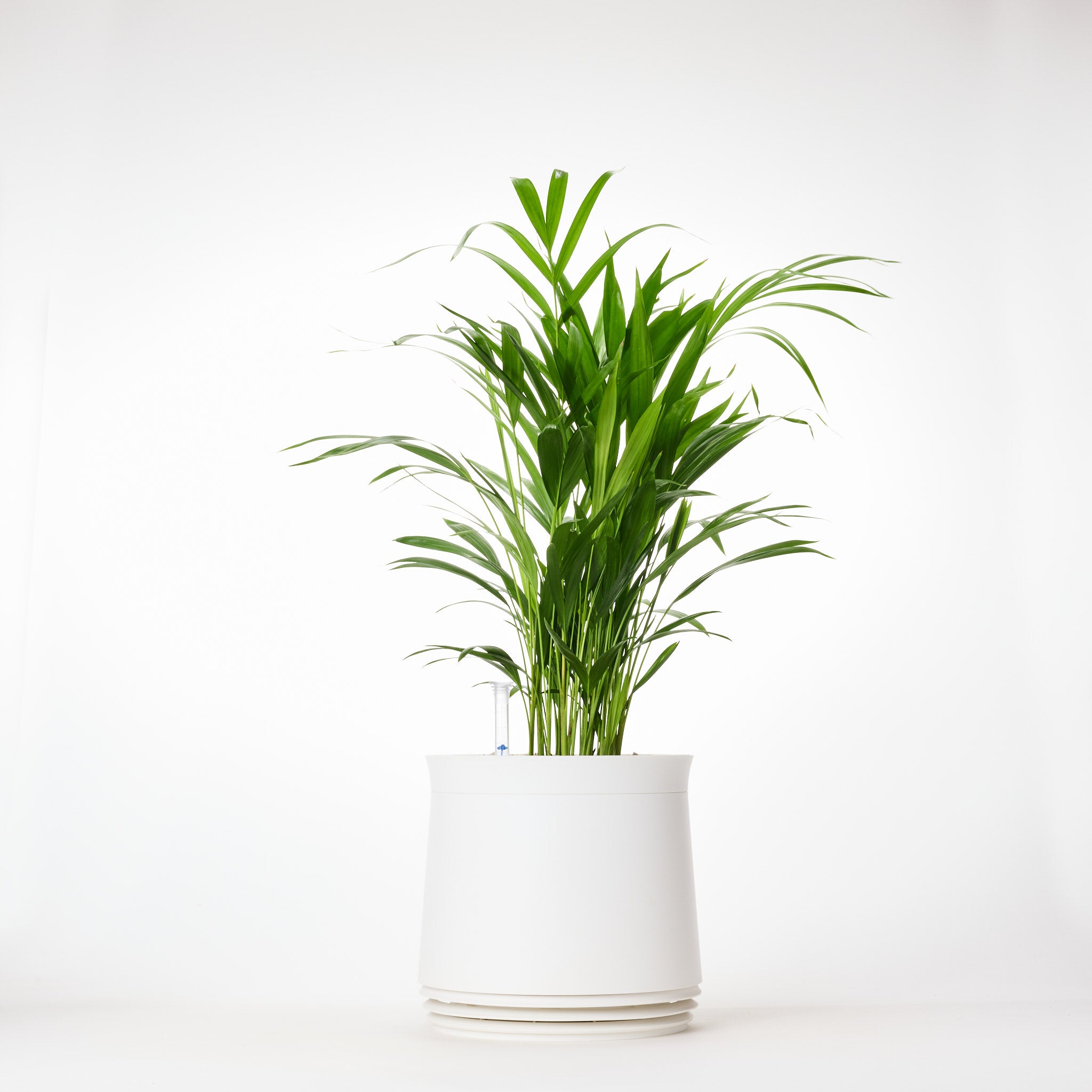 AIRY System M Goldfruchtpalme