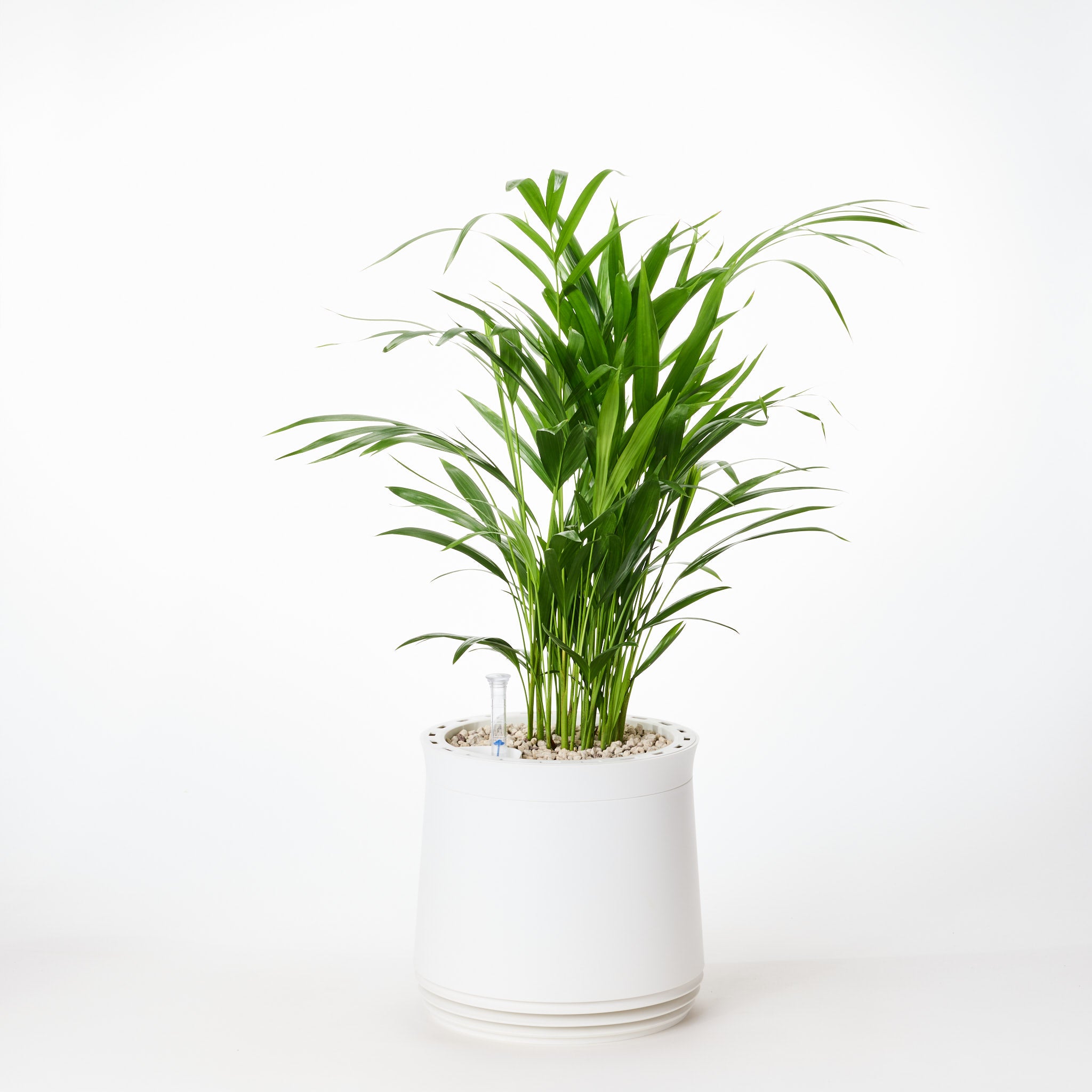 AIRY System M Goldfruchtpalme