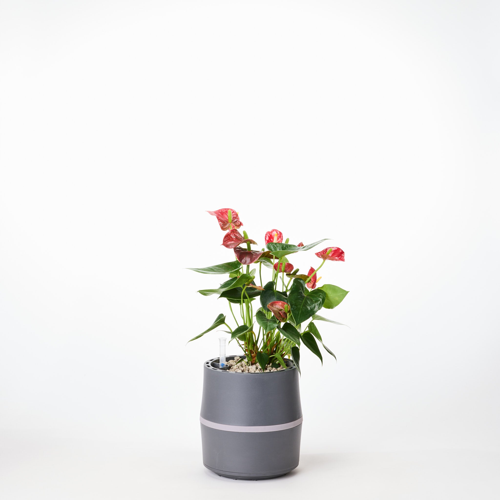 AIRY System S Flamingoblume (Anthurie) Rot