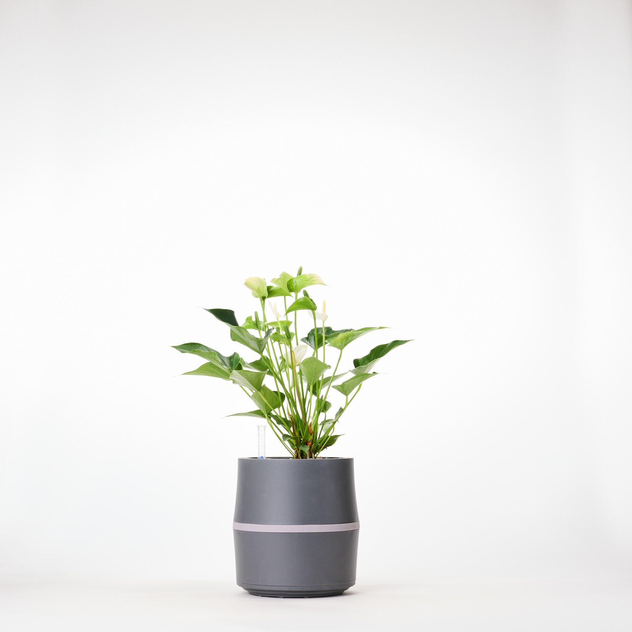 AIRY System S Flamingoblume (Anthurie) Creme