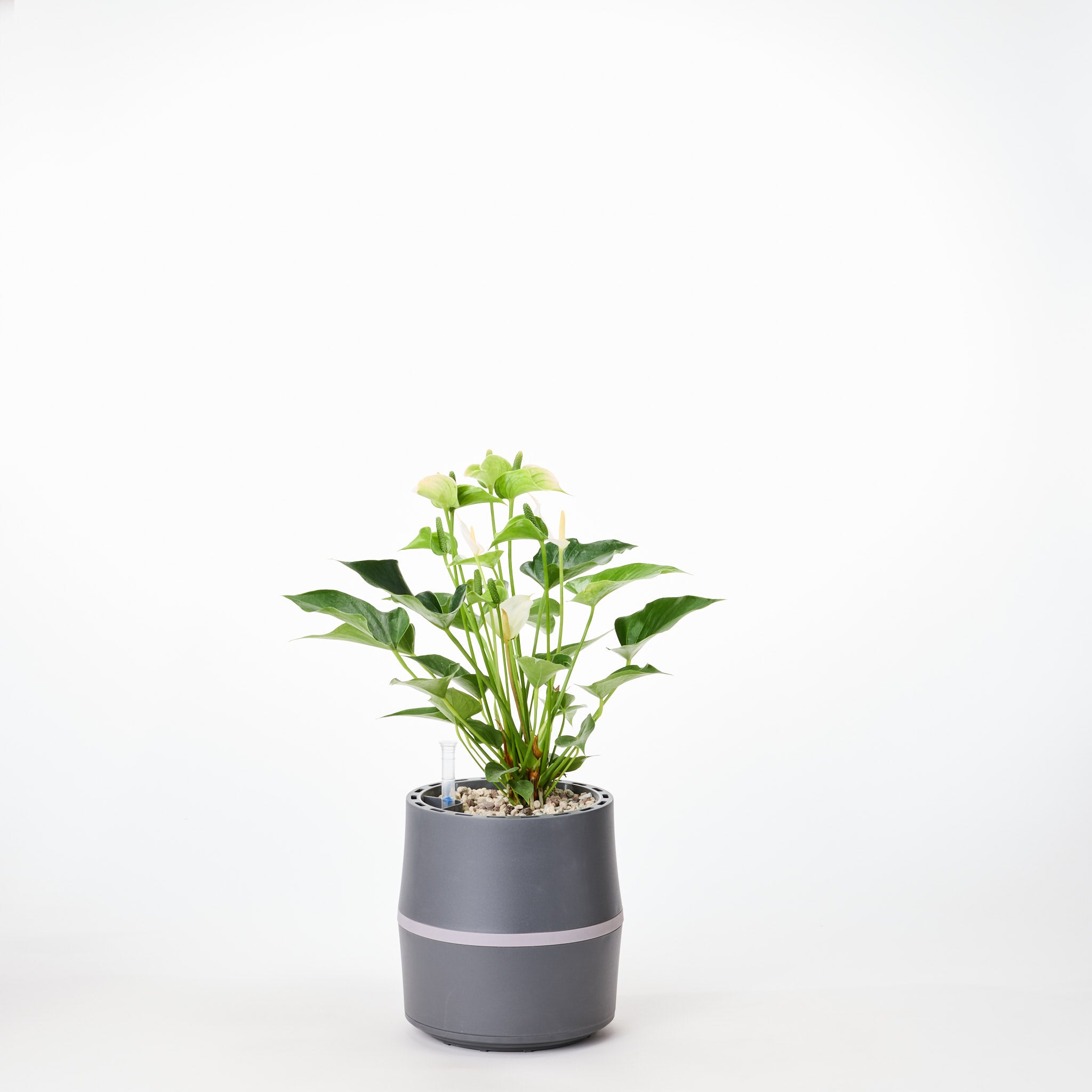 AIRY System S Flamingoblume (Anthurie) Creme