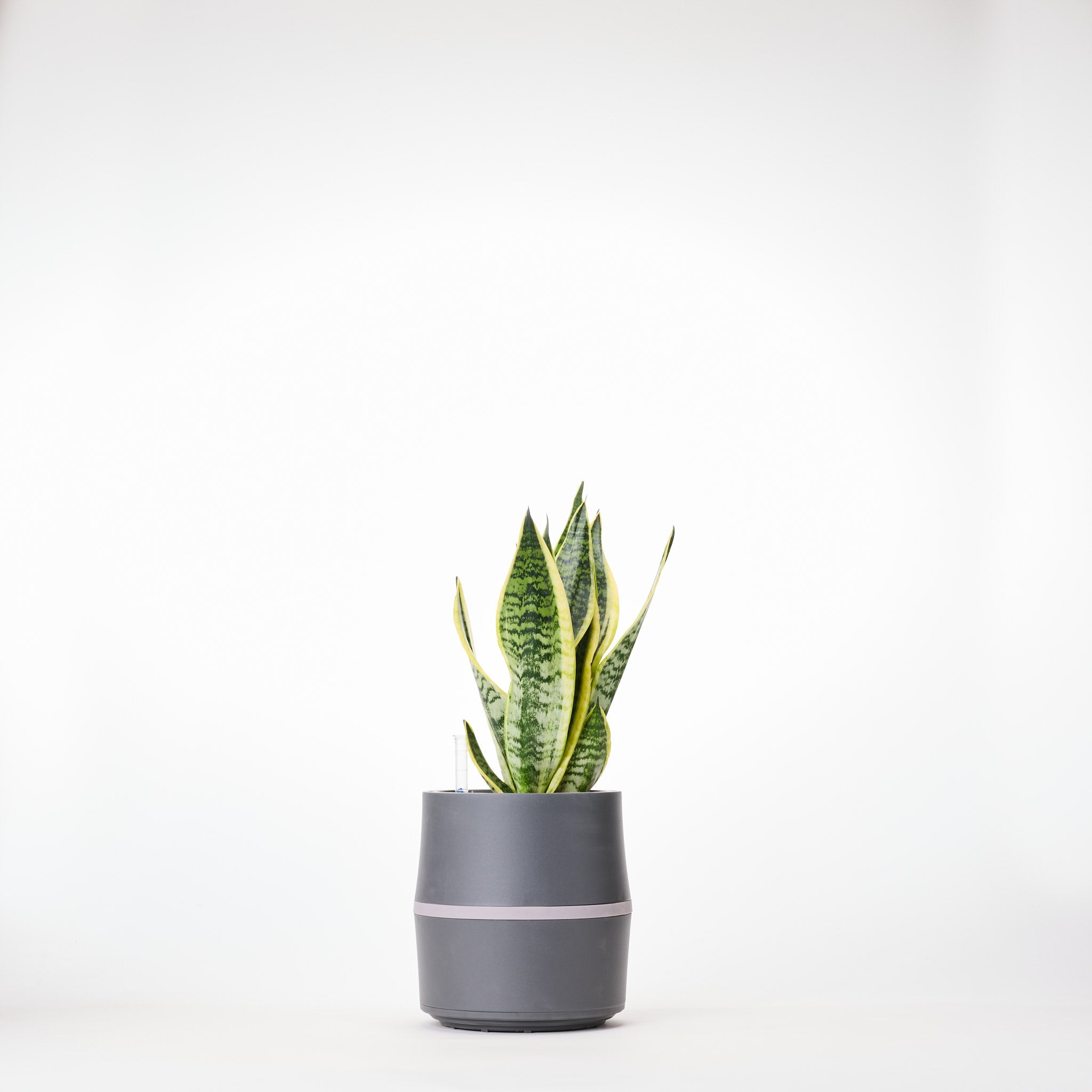 AIRY System S mit Bogenhanf (Sansevieria Laurentii)