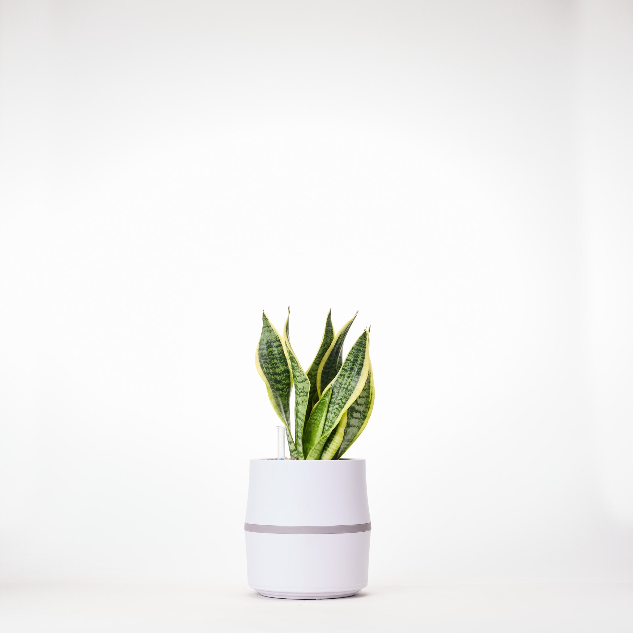 AIRY System S mit Bogenhanf (Sansevieria Laurentii)