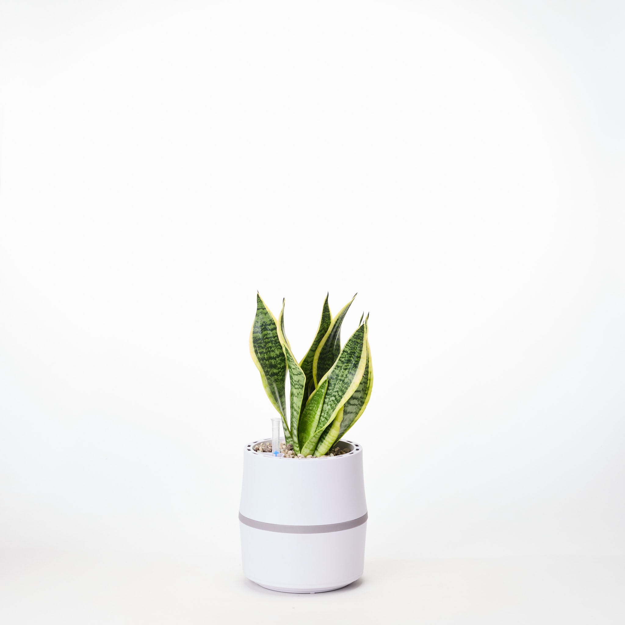 AIRY System S mit Bogenhanf (Sansevieria Laurentii)