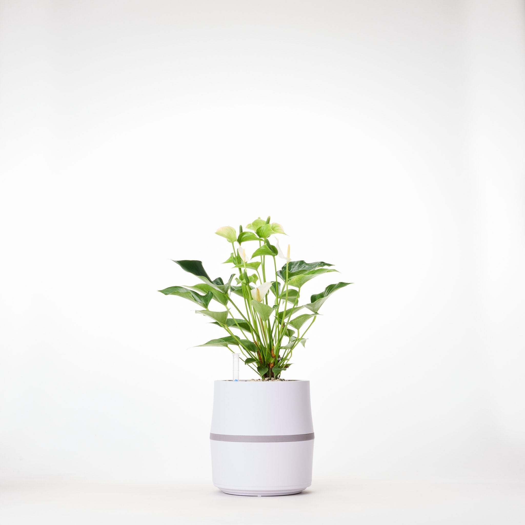 AIRY System S Flamingoblume (Anthurie) Creme