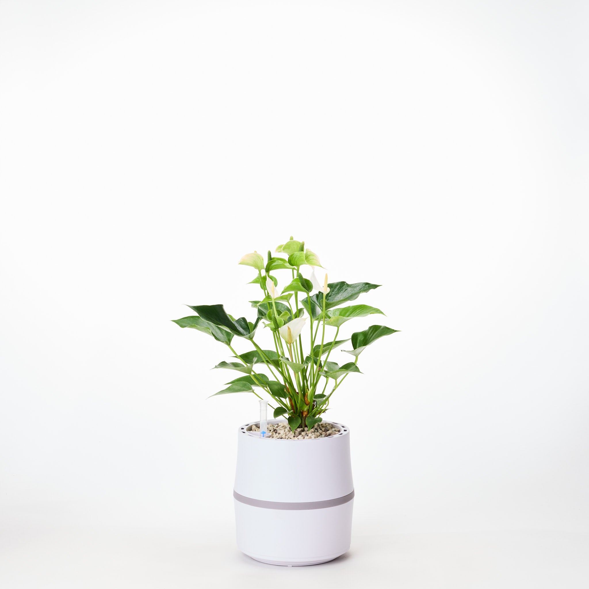 AIRY System S Flamingoblume (Anthurie) Creme