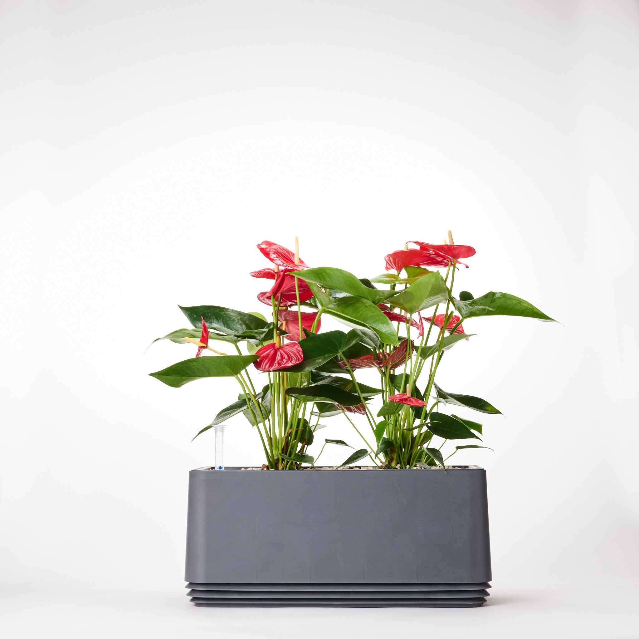 AIRY Systeem L Flamingoblume Anthurie rood