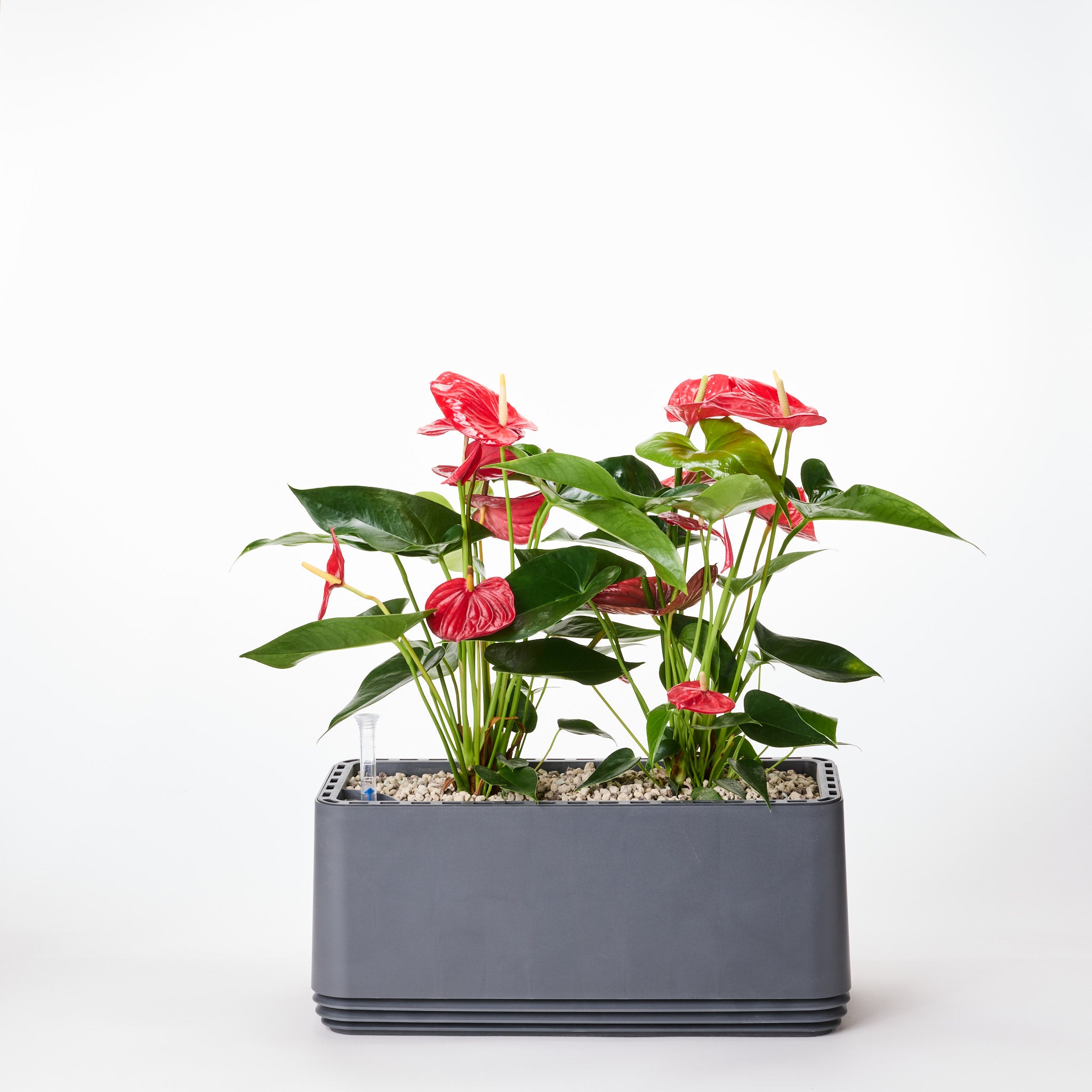 AIRY Systeem L Flamingoblume Anthurie rood