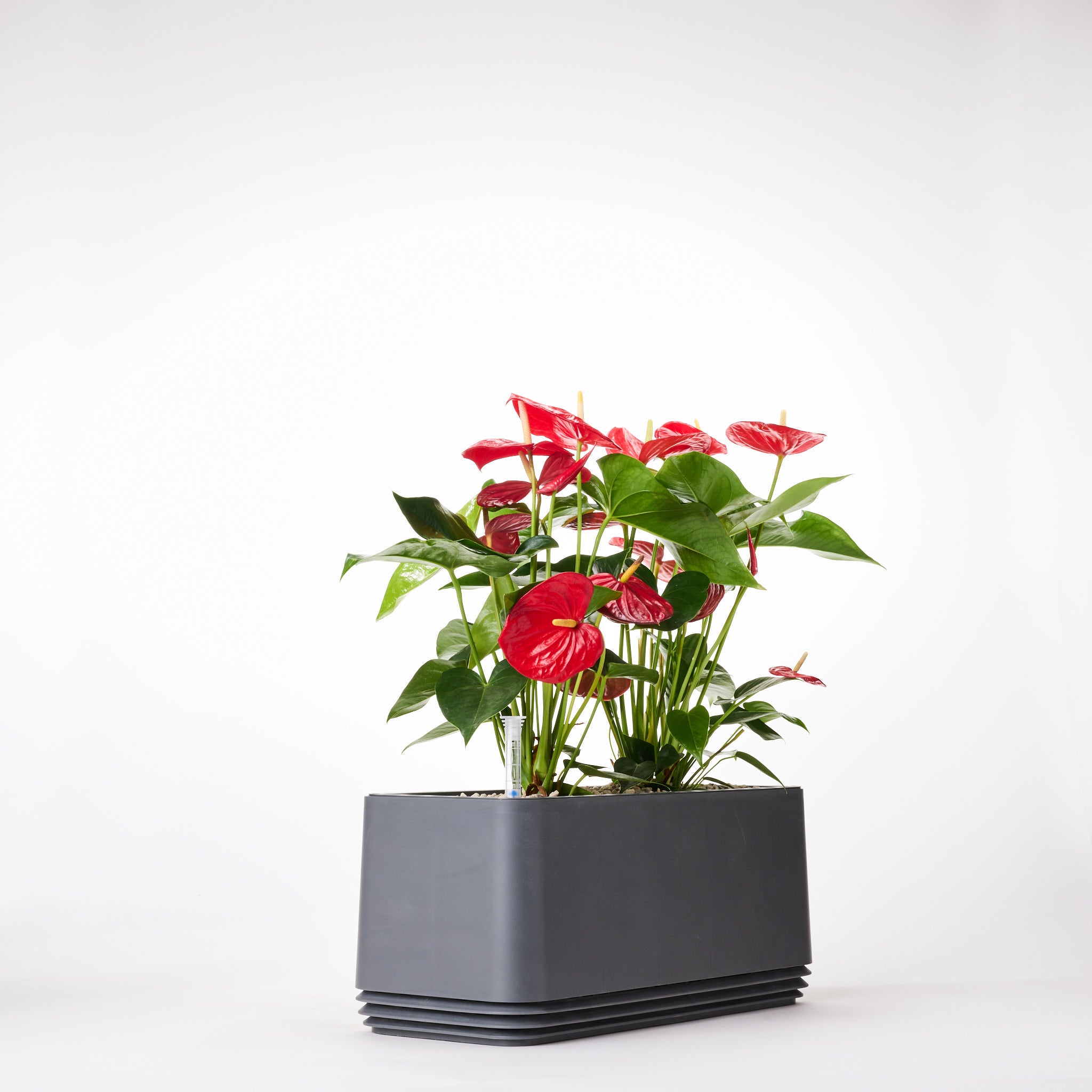 AIRY Systeem L Flamingoblume Anthurie rood