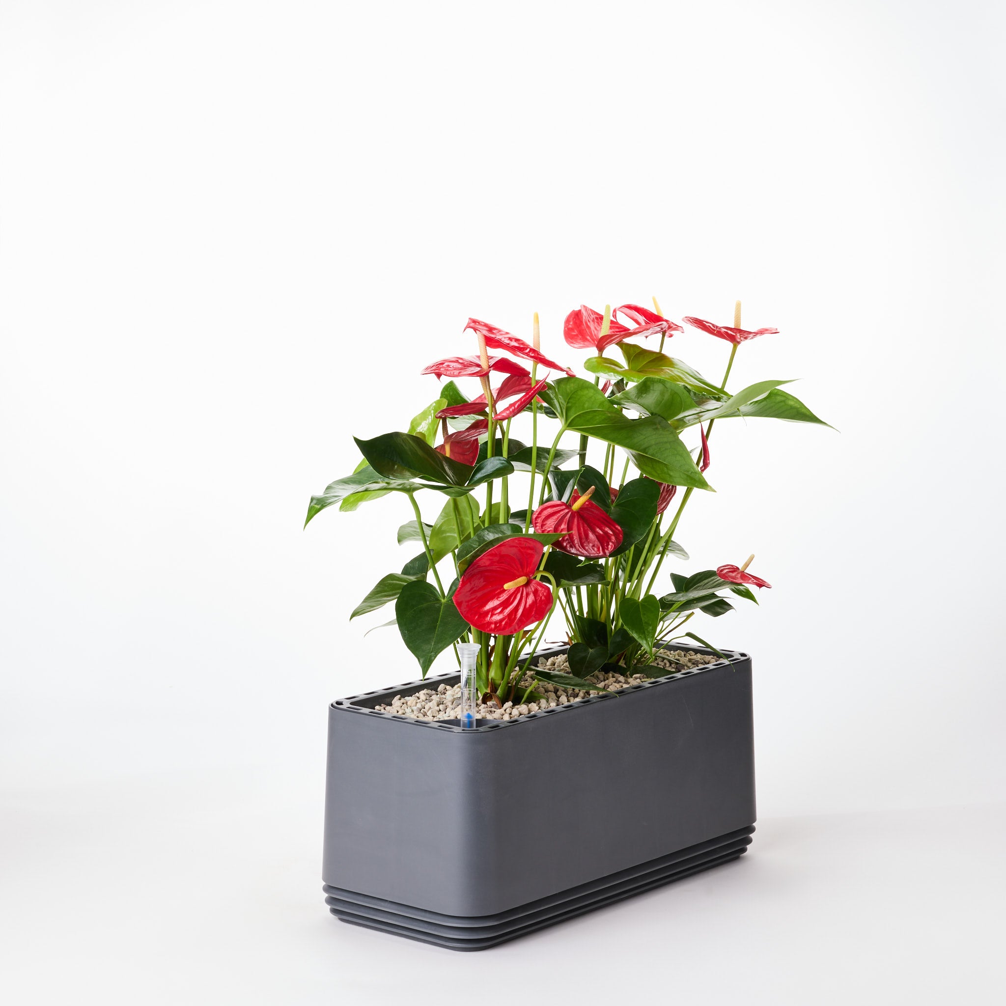 AIRY Systeem L Flamingoblume Anthurie rood