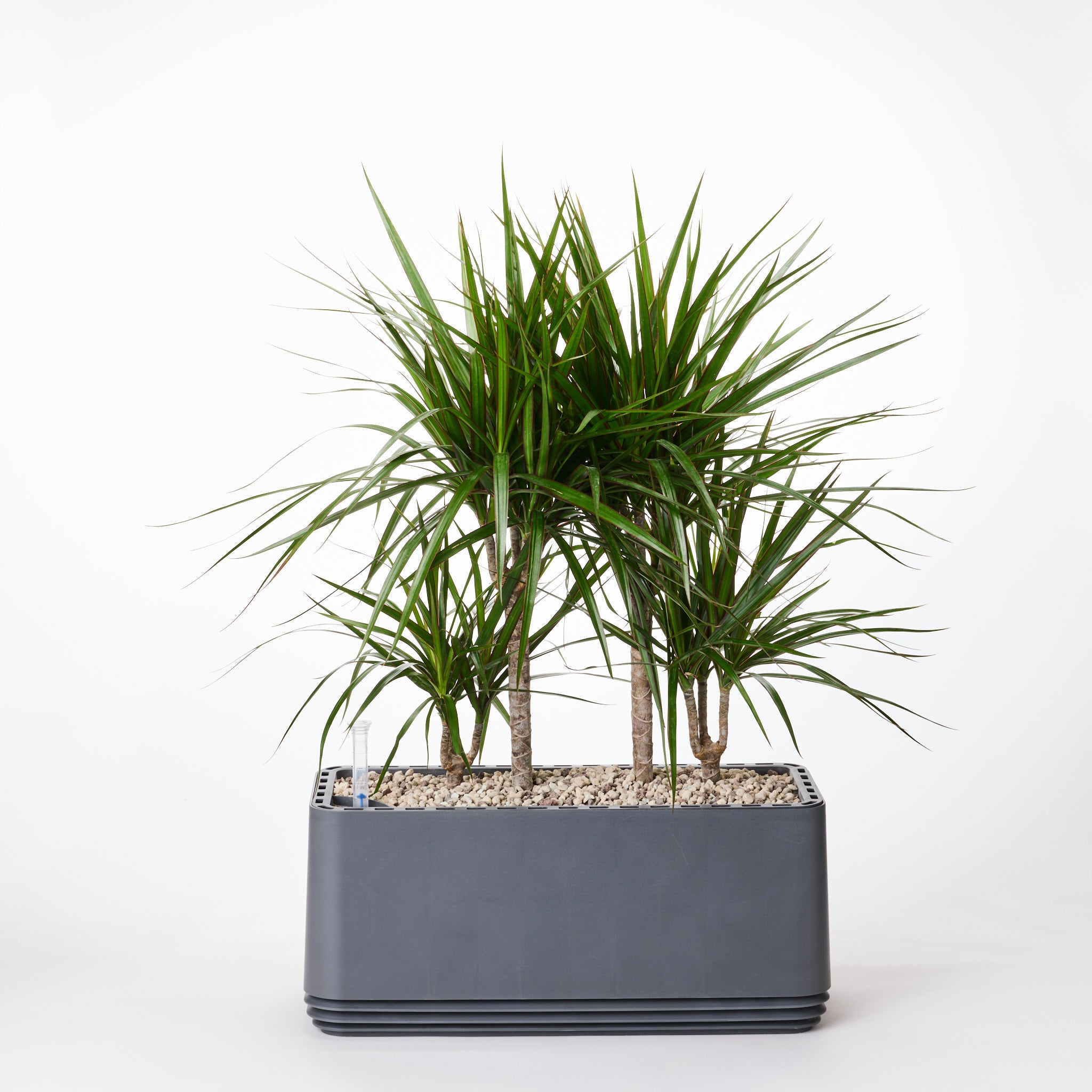 AIRY System L Drachenbaum