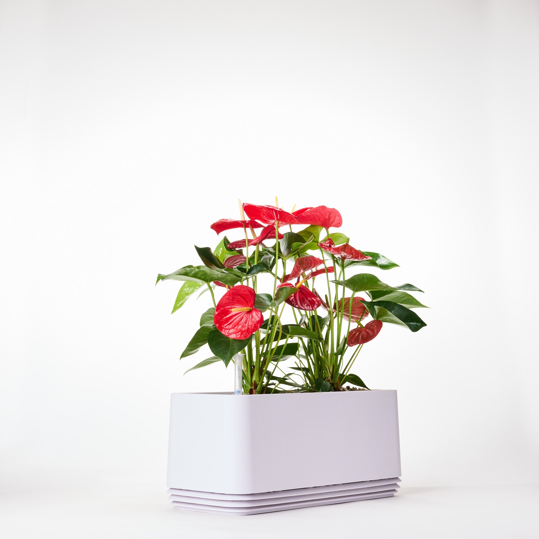 AIRY Systeem L Flamingoblume Anthurie rood