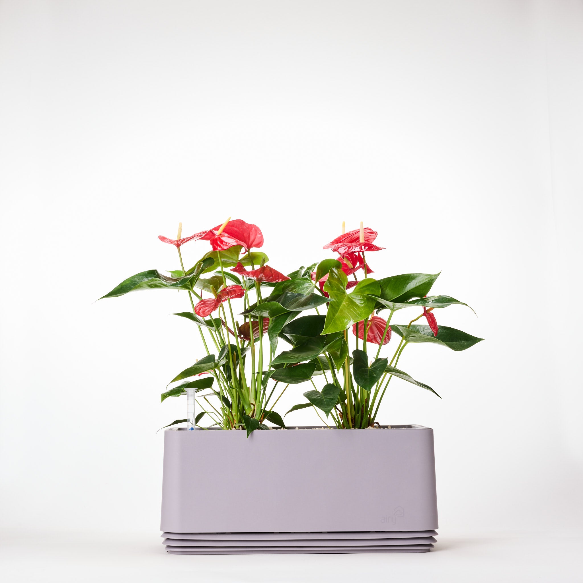 AIRY Systeem L Flamingoblume Anthurie rood