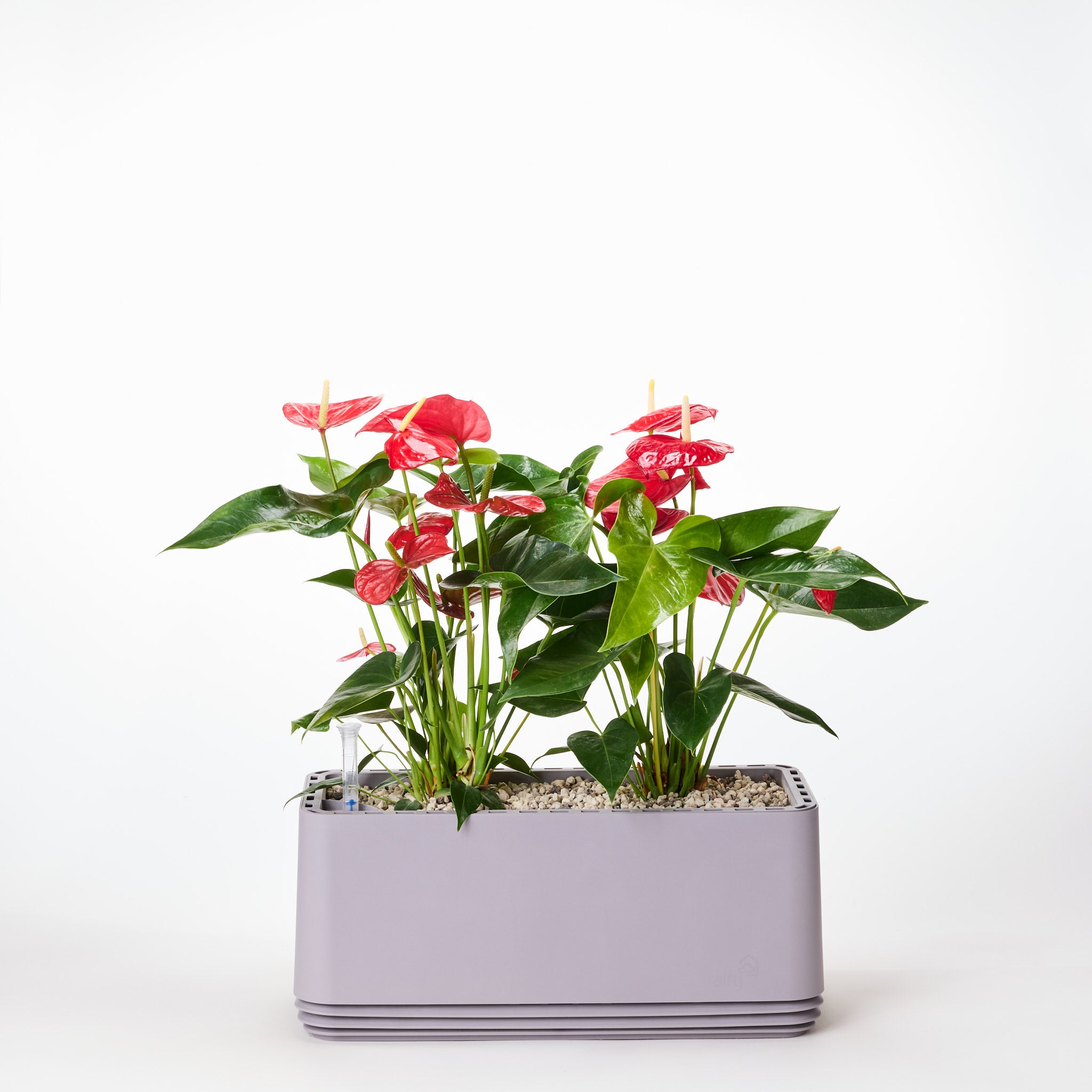 AIRY Systeem L Flamingoblume Anthurie rood