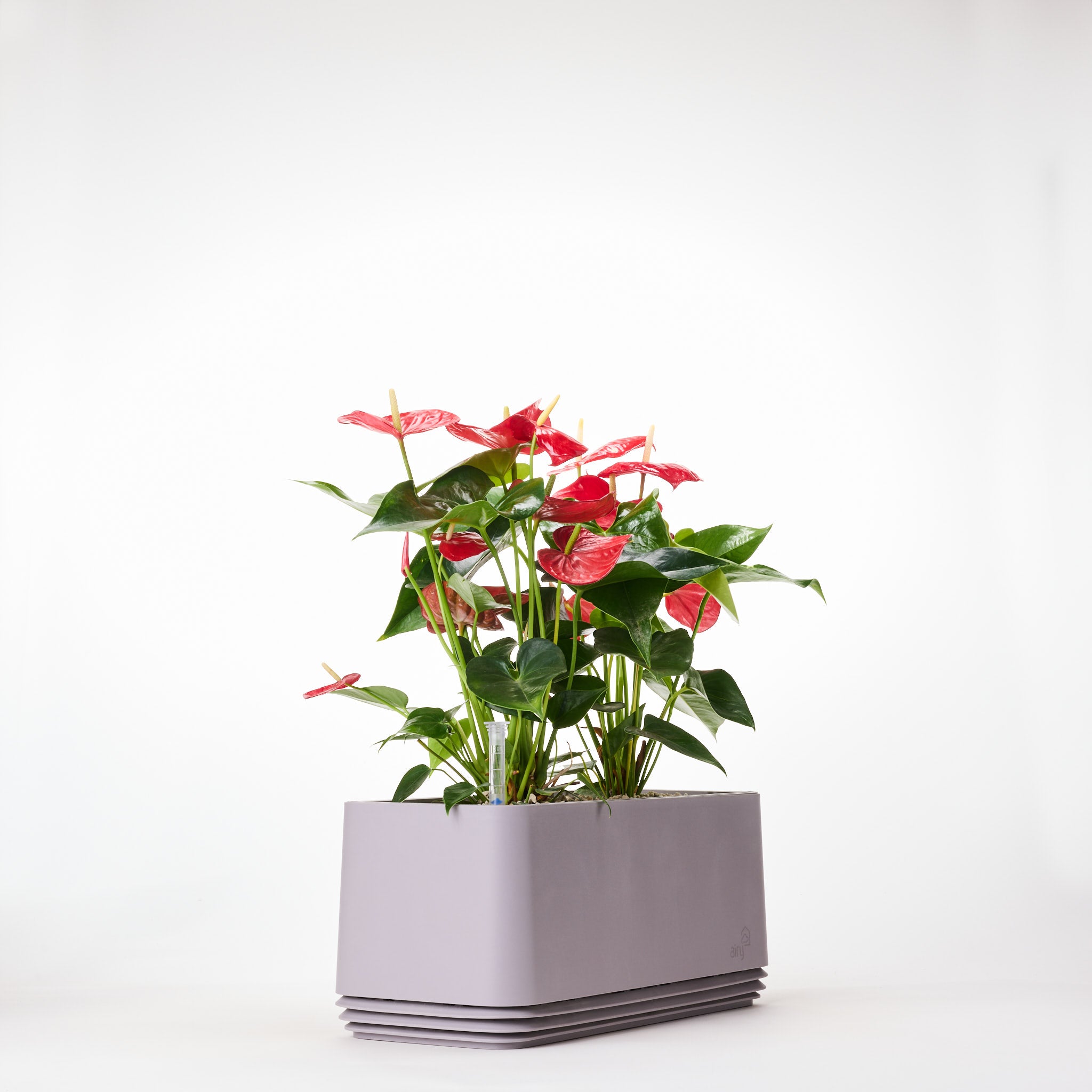 AIRY Systeem L Flamingoblume Anthurie rood