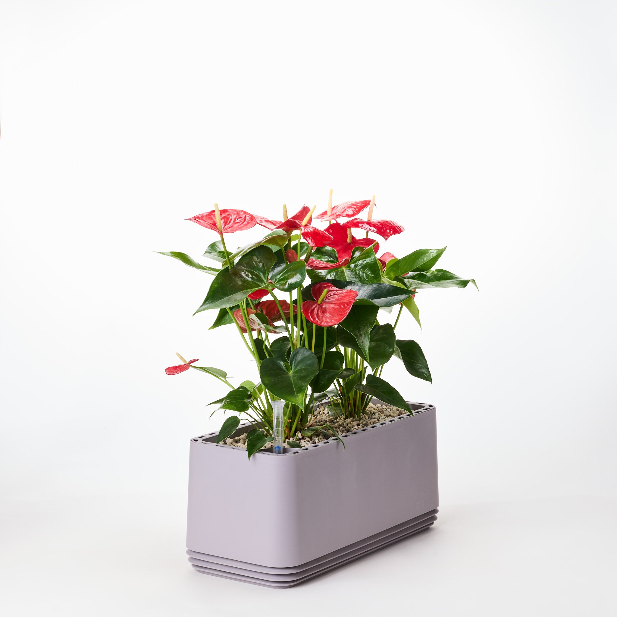 AIRY Systeem L Flamingoblume Anthurie rood