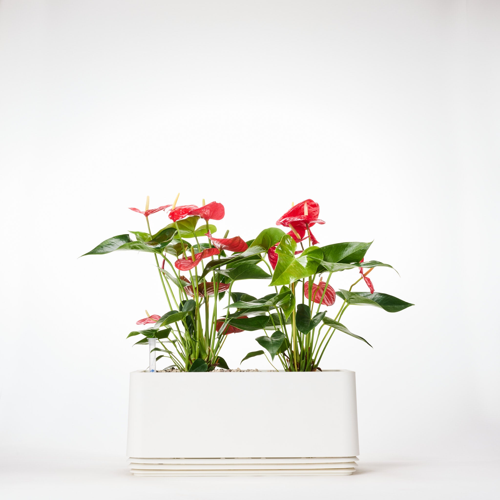 AIRY Systeem L Flamingoblume Anthurie rood