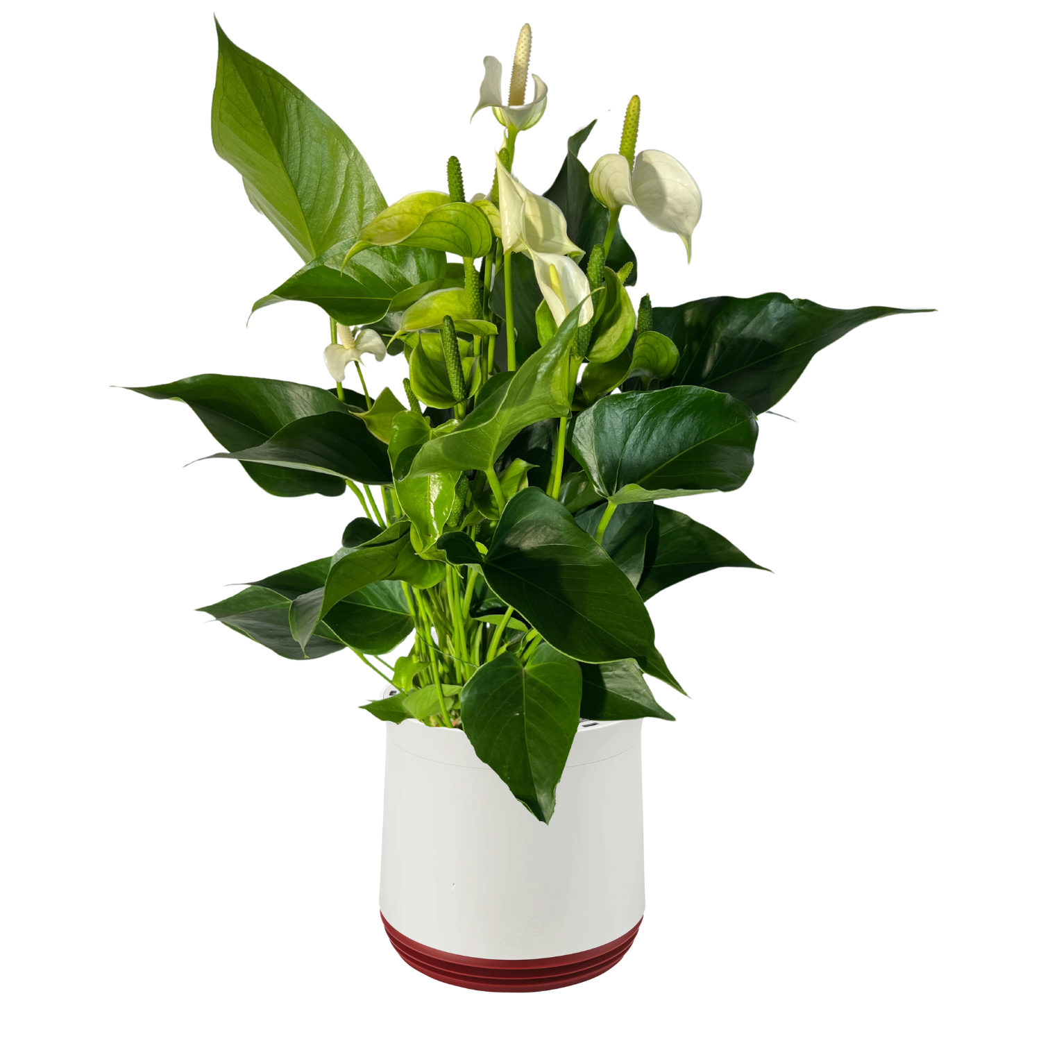 AIRY System M Flamingoblume Anthurie creme