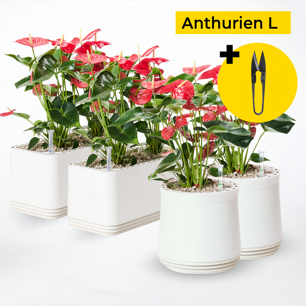 Zestaw Anthurien L
