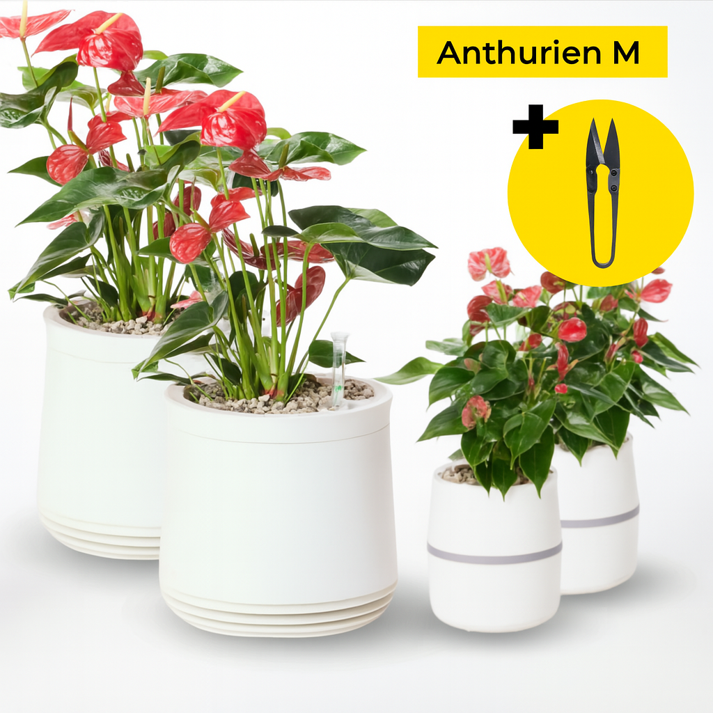 Paquete de anturios M