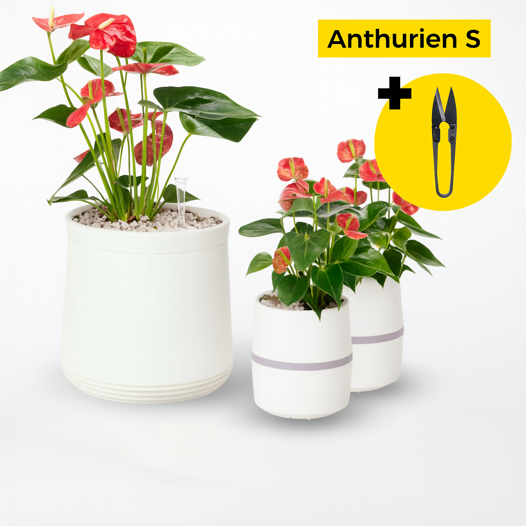 Paquete de anturios S