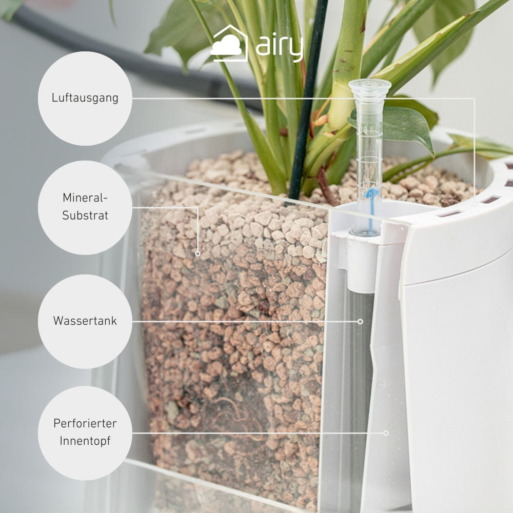 AIRY System M mit Birkenfeige