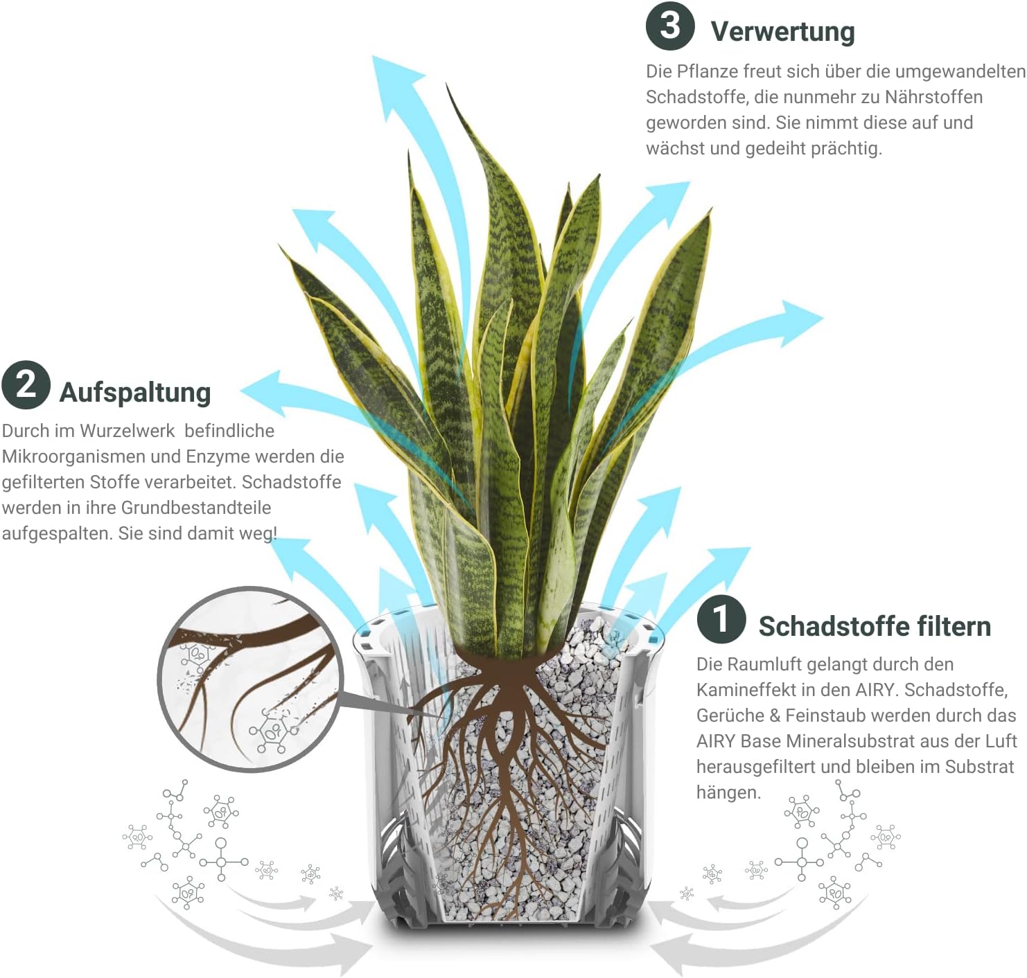 AIRY System S Flamingoblume (Anthurie) Creme