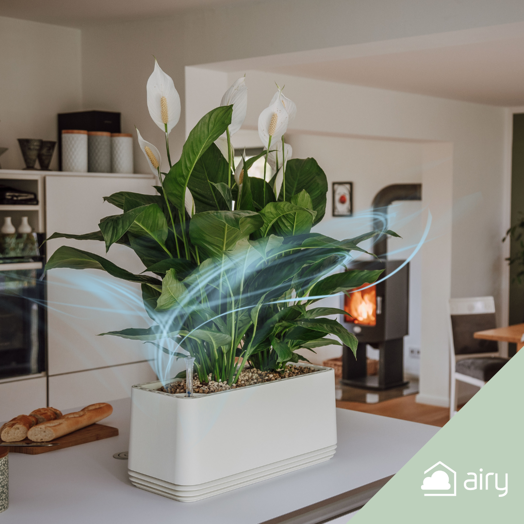 AIRY System L Flamingoblume Anthurie creme