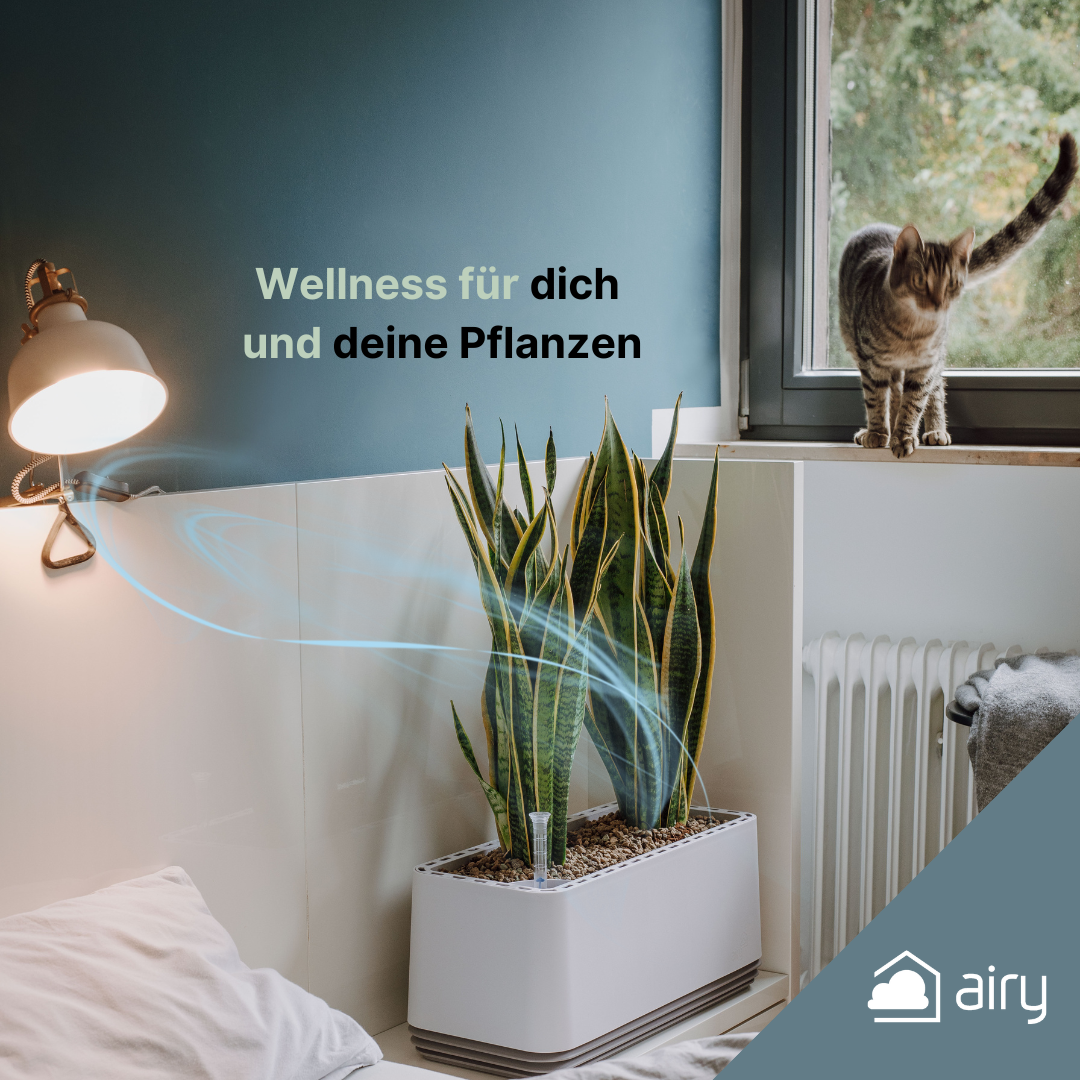 AIRY System L Bogenhanf Laurentii