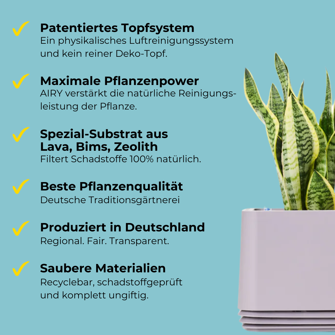 AIRY System S Flamingoblume (Anthurie) Creme