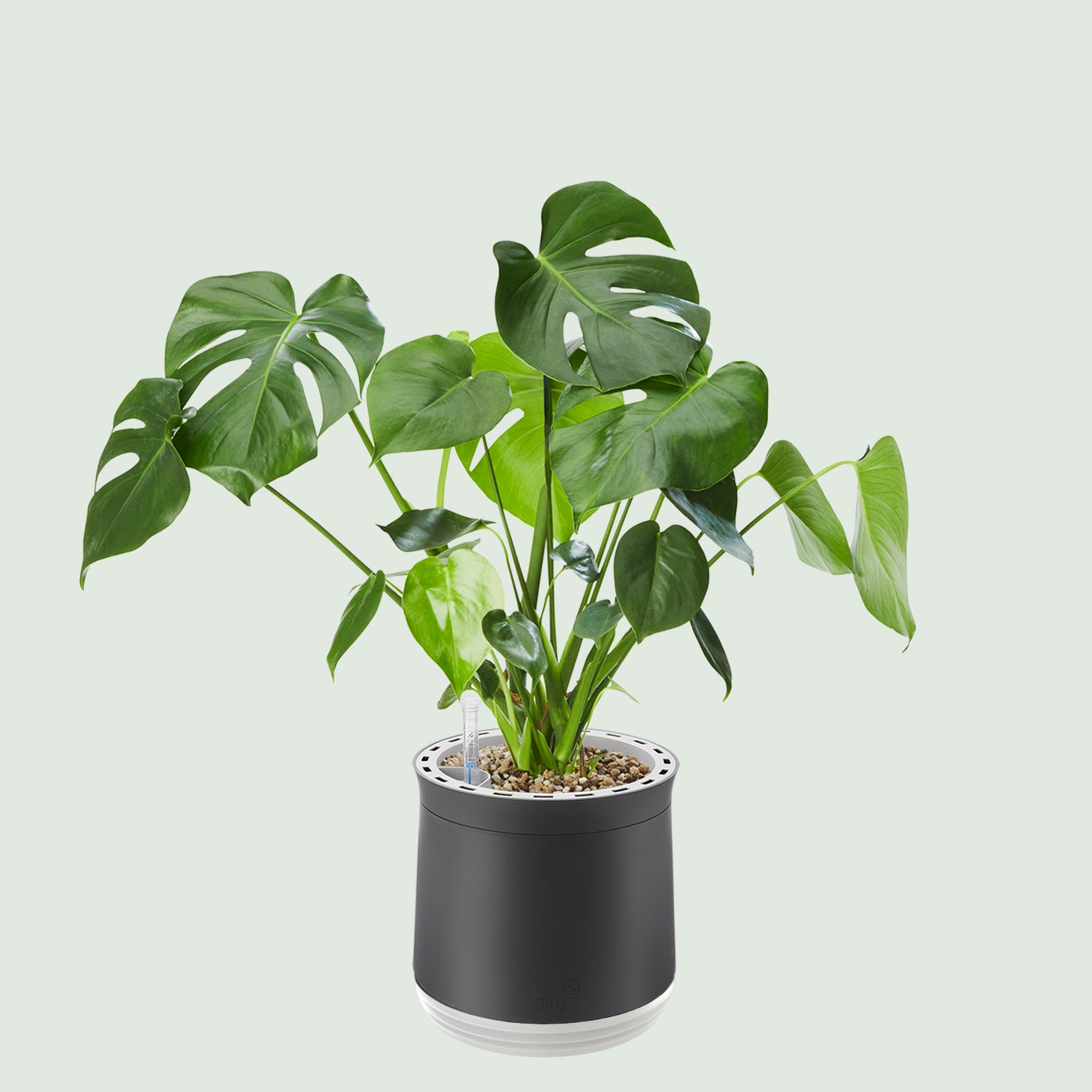 AIRY System M Monstera