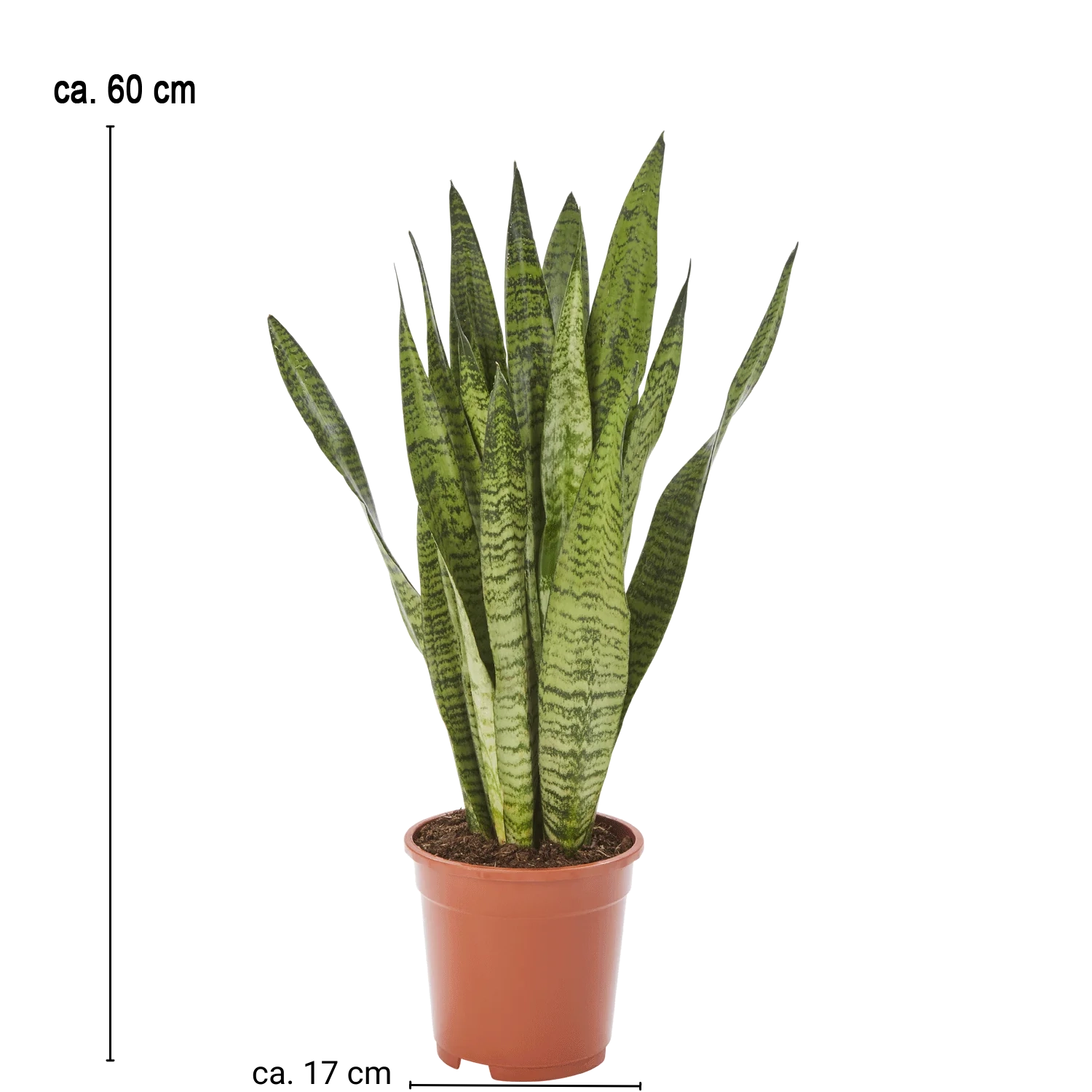 Bogenhanf Sansevieria Zeylanica